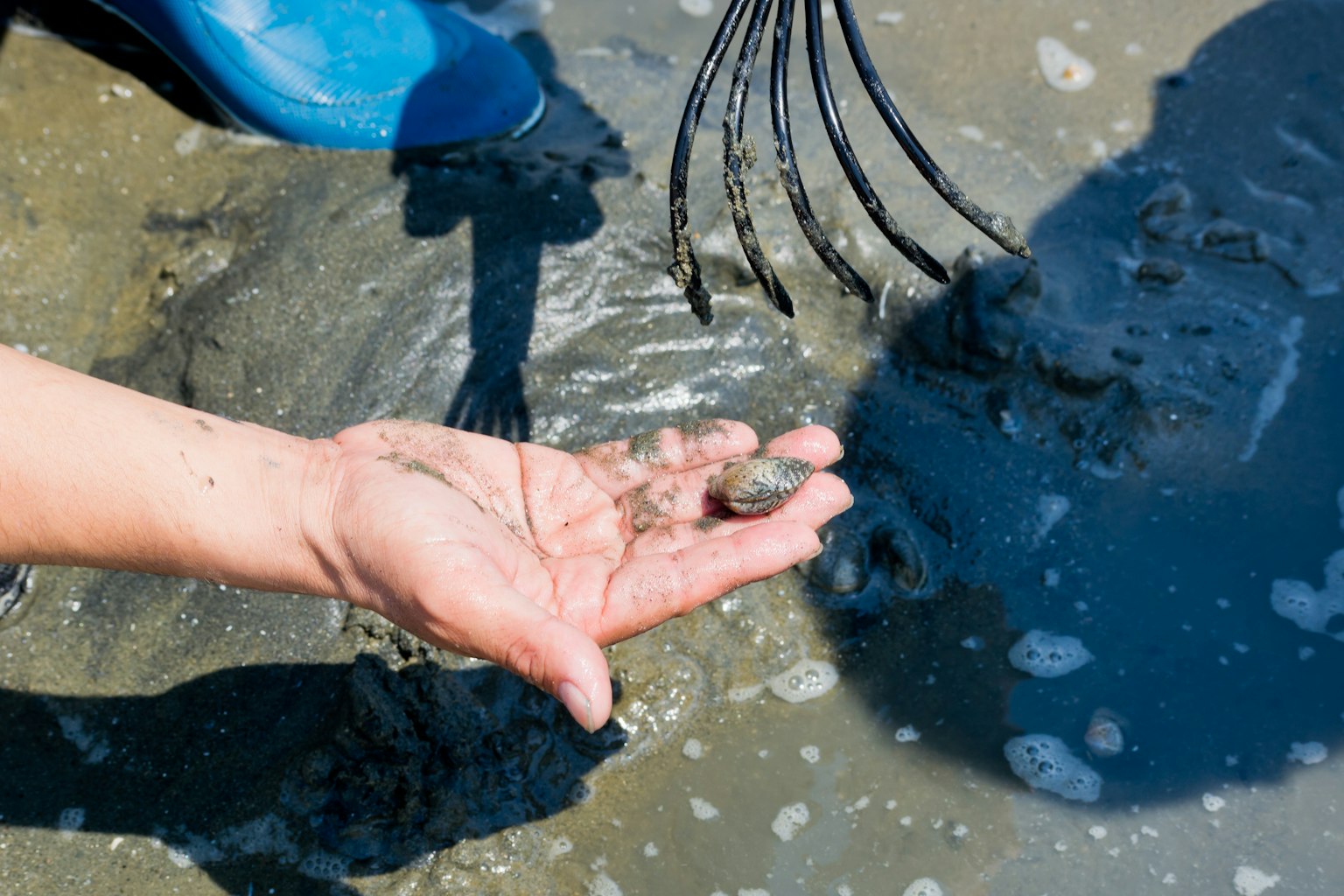 Une personne tenant une coquille sortie du sable