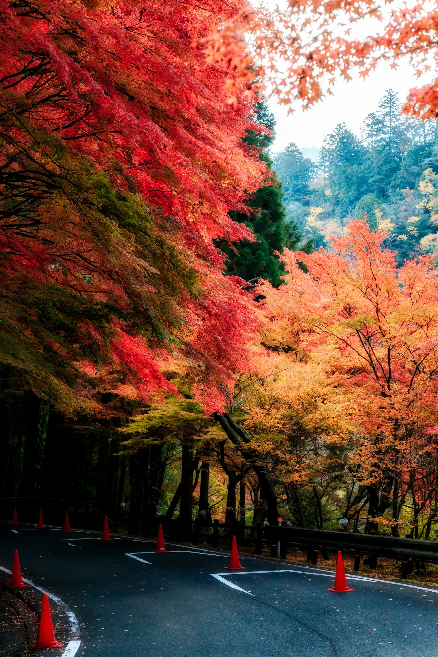 彎曲的道路旁是鮮豔的秋葉和交通錐