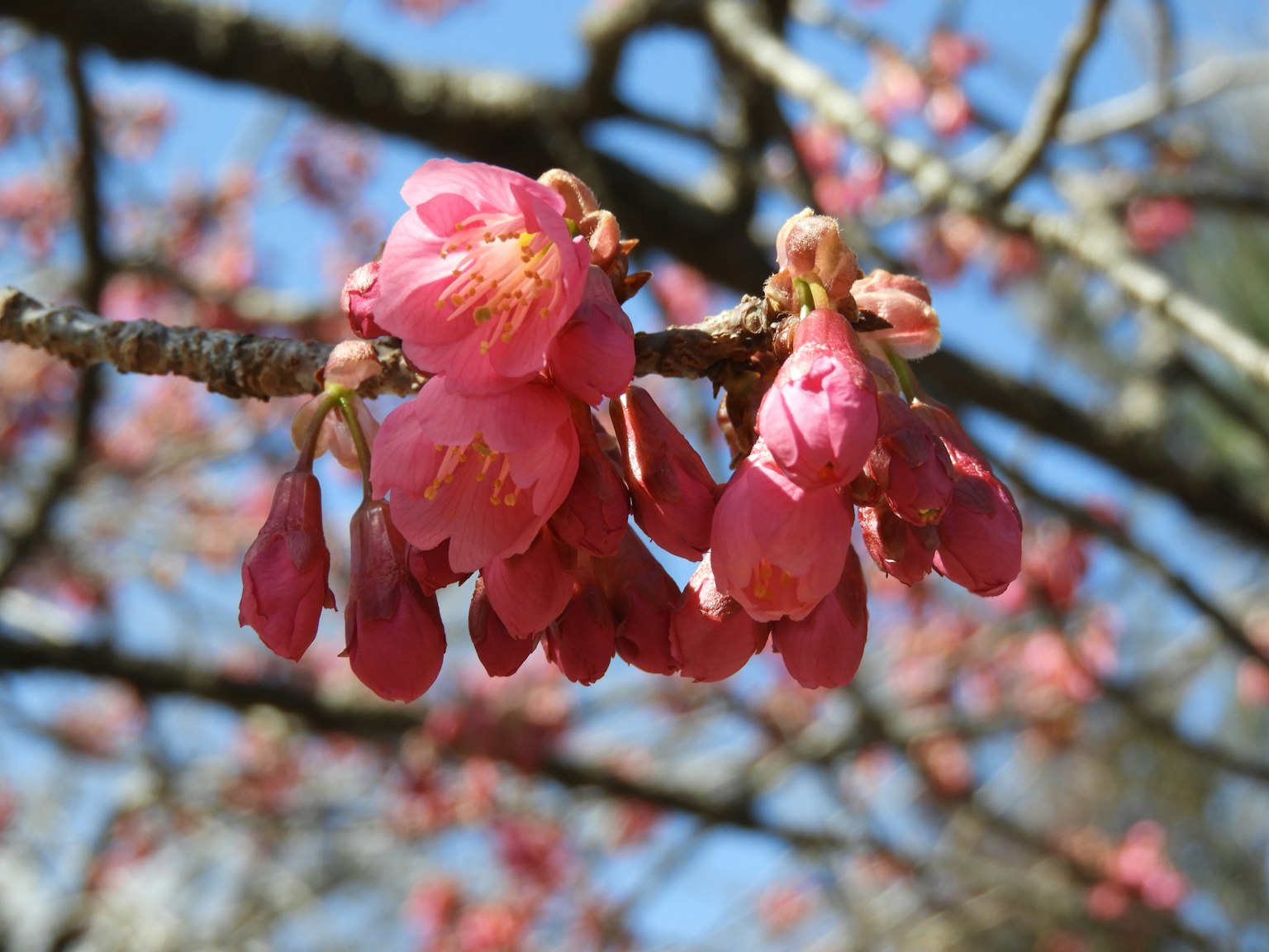 Gros plan sur des fleurs de cerisier sur une branche