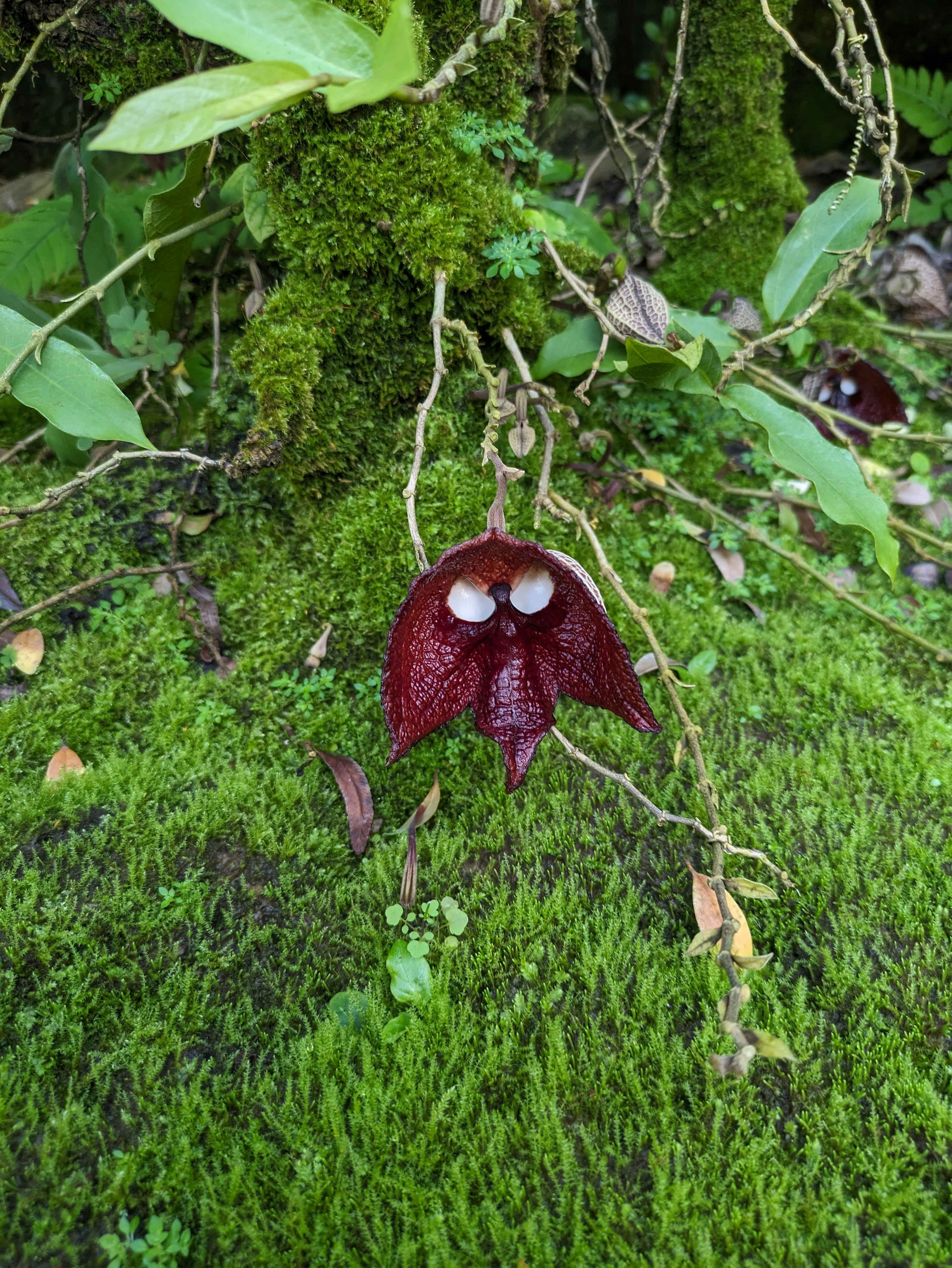 Aristolochia salvadorensis on mossy ground at Kyoto Prefectural Botanical Gardens