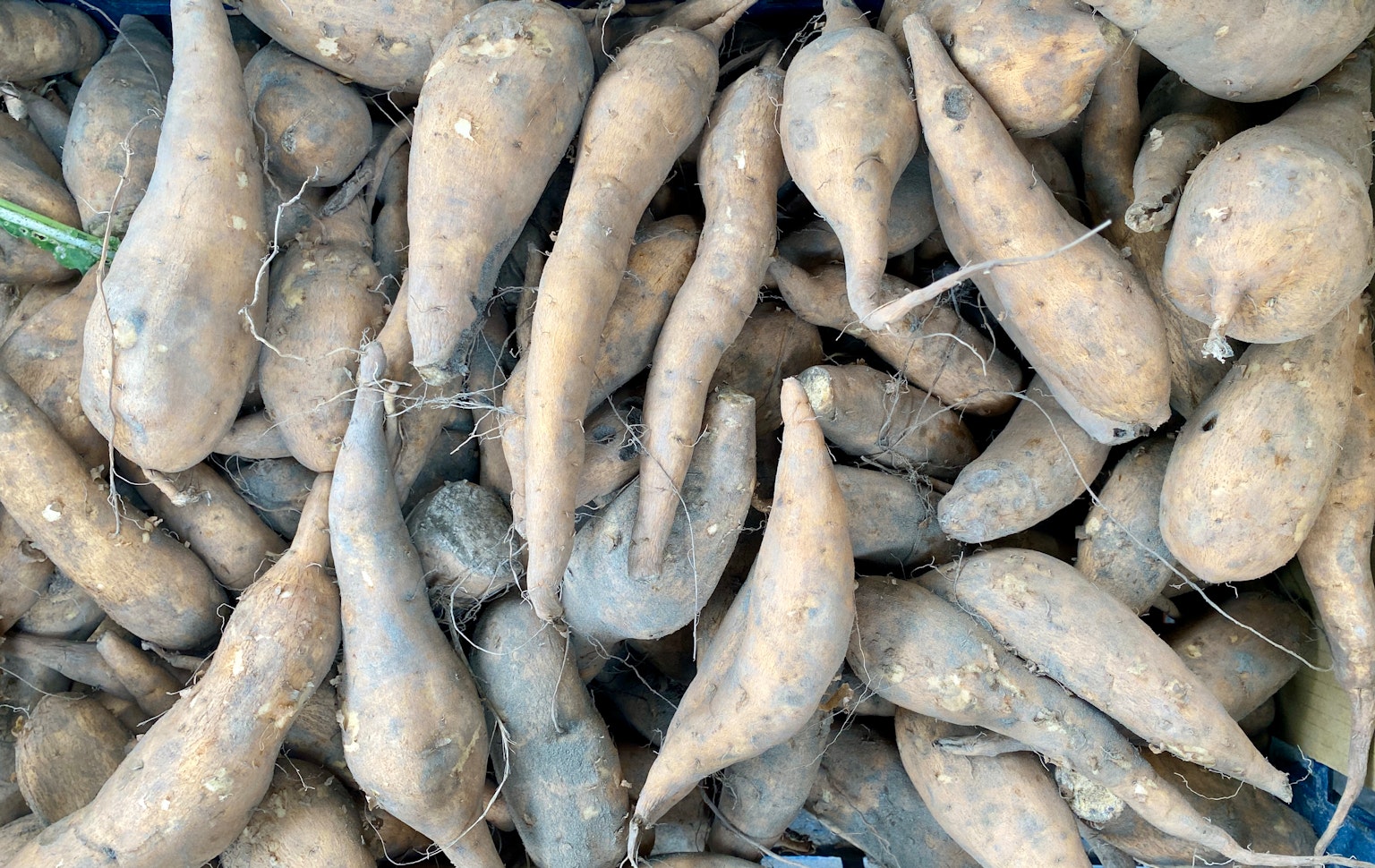Un mucchio di patate dolci sporche di diverse forme e dimensioni