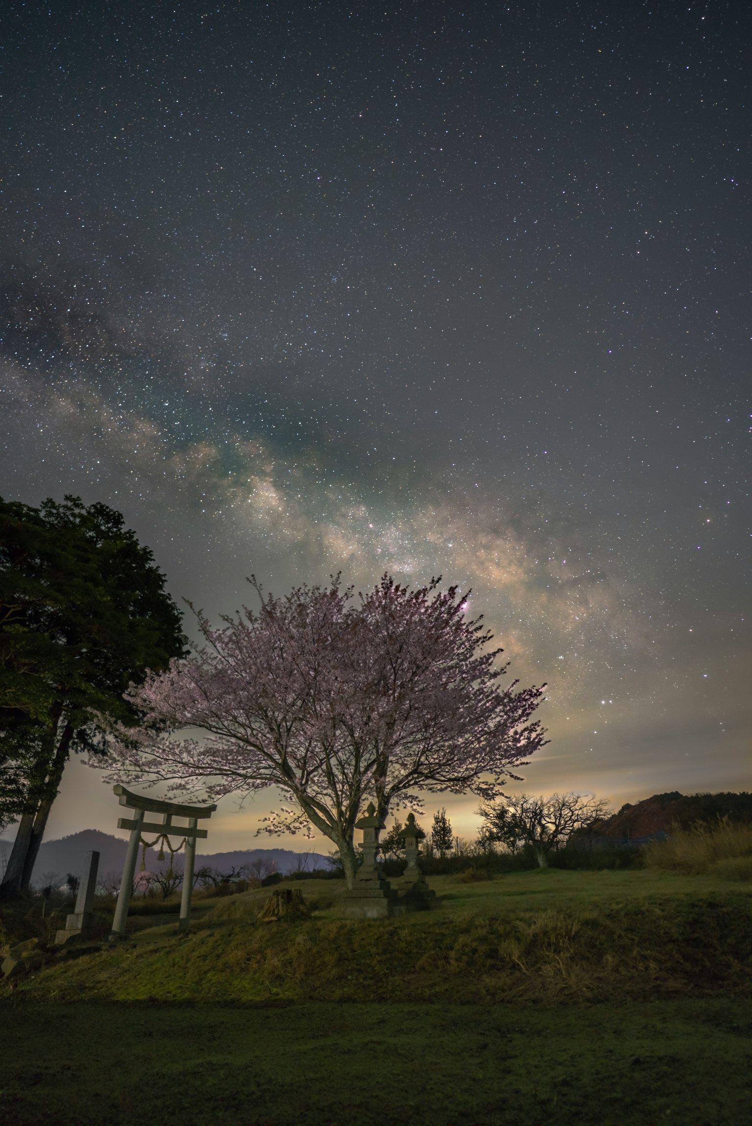 Pemandangan indah dengan pohon sakura yang mekar dan langit berbintang dengan gerbang torii tradisional di latar belakang