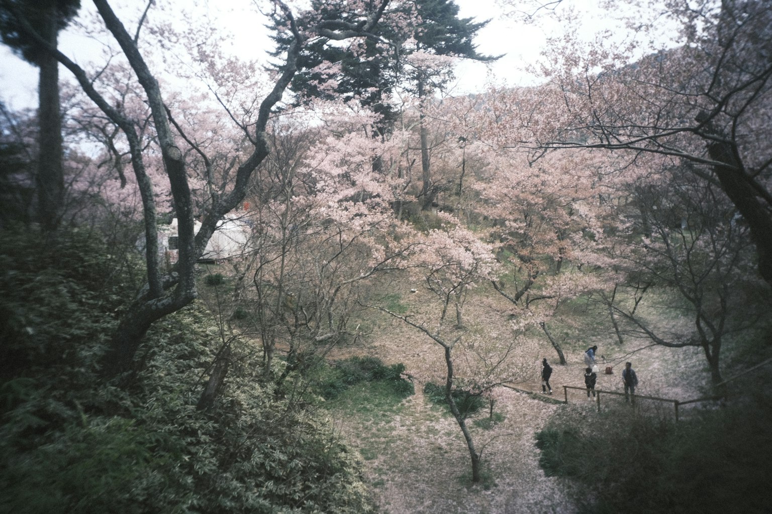 Scène de parc avec des cerisiers en fleurs et des personnes