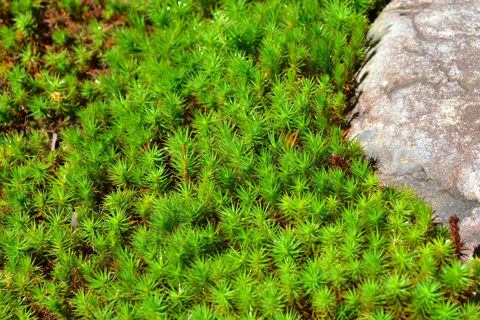Gros plan de mousse verte vibrante et de pierre
