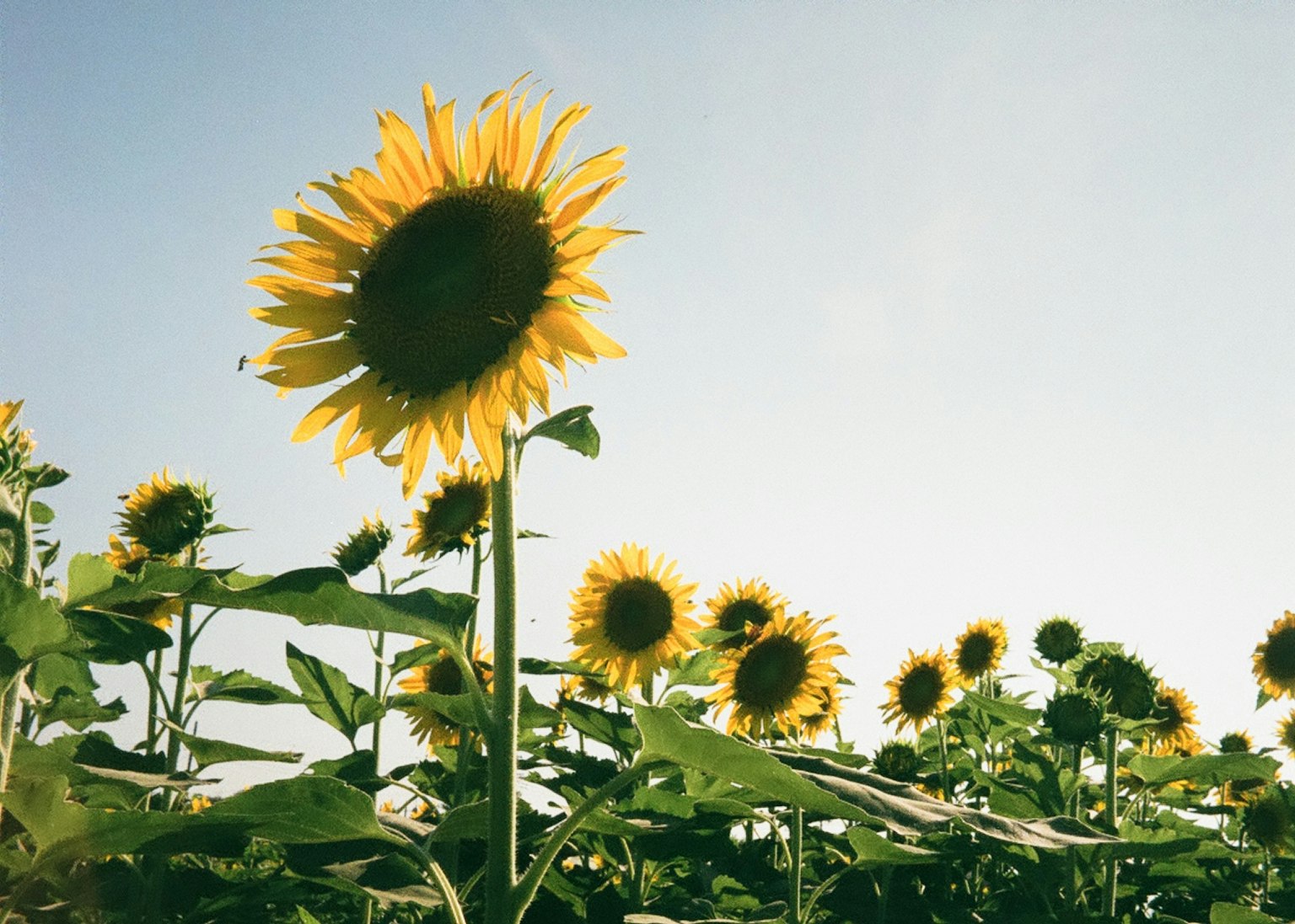 Campo de girasoles bajo un cielo azul