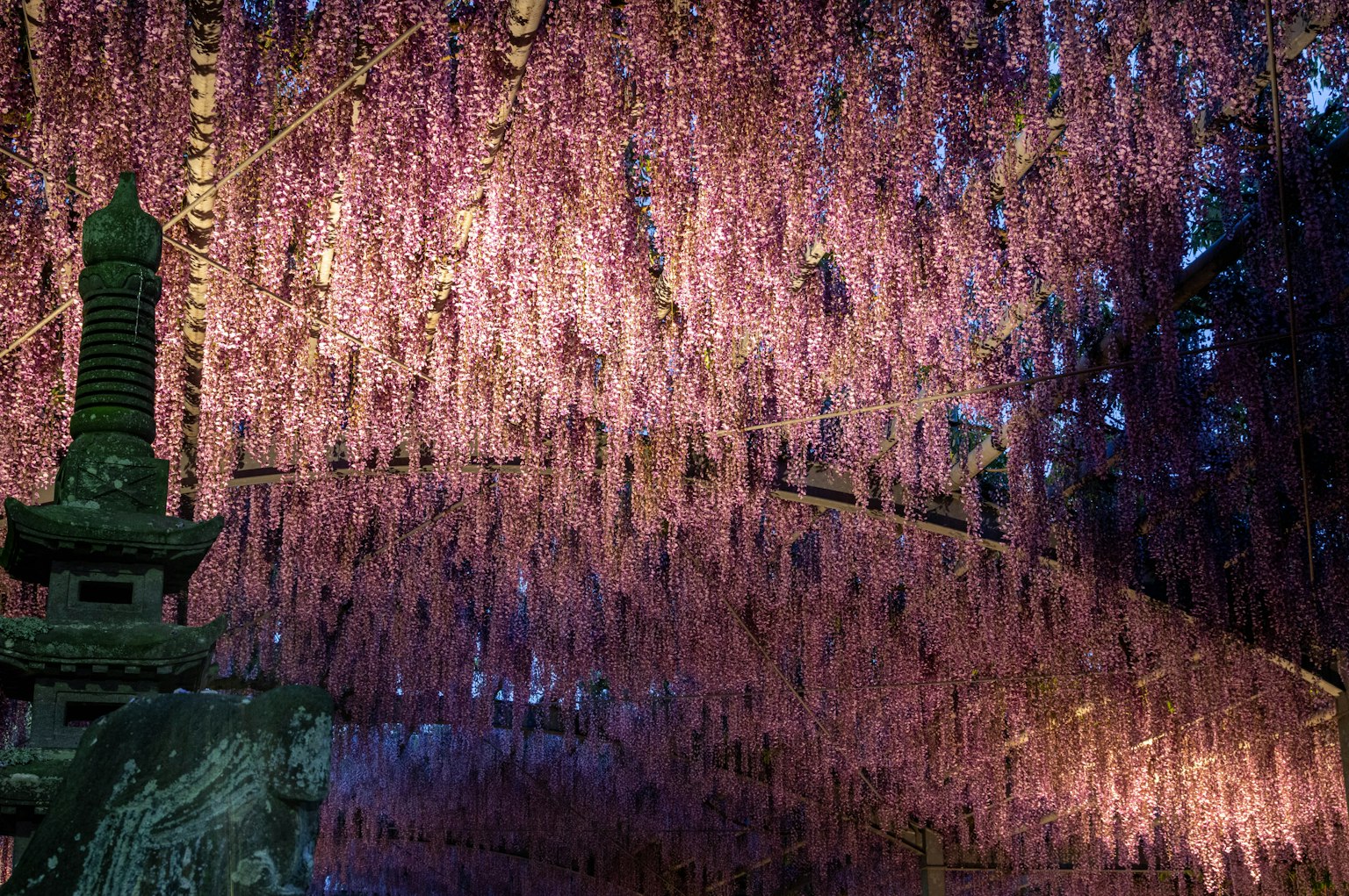 Bellissimo scenario di fiori di glicine viola appesi con una pagoda in pietra