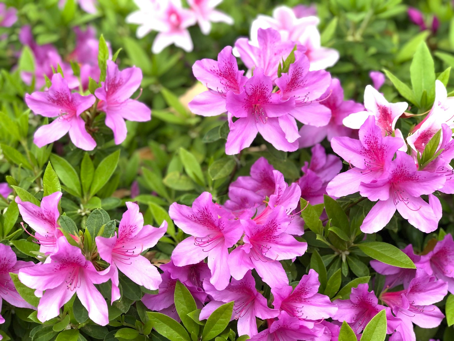 Flores de azalea rosas y blancas vibrantes en flor