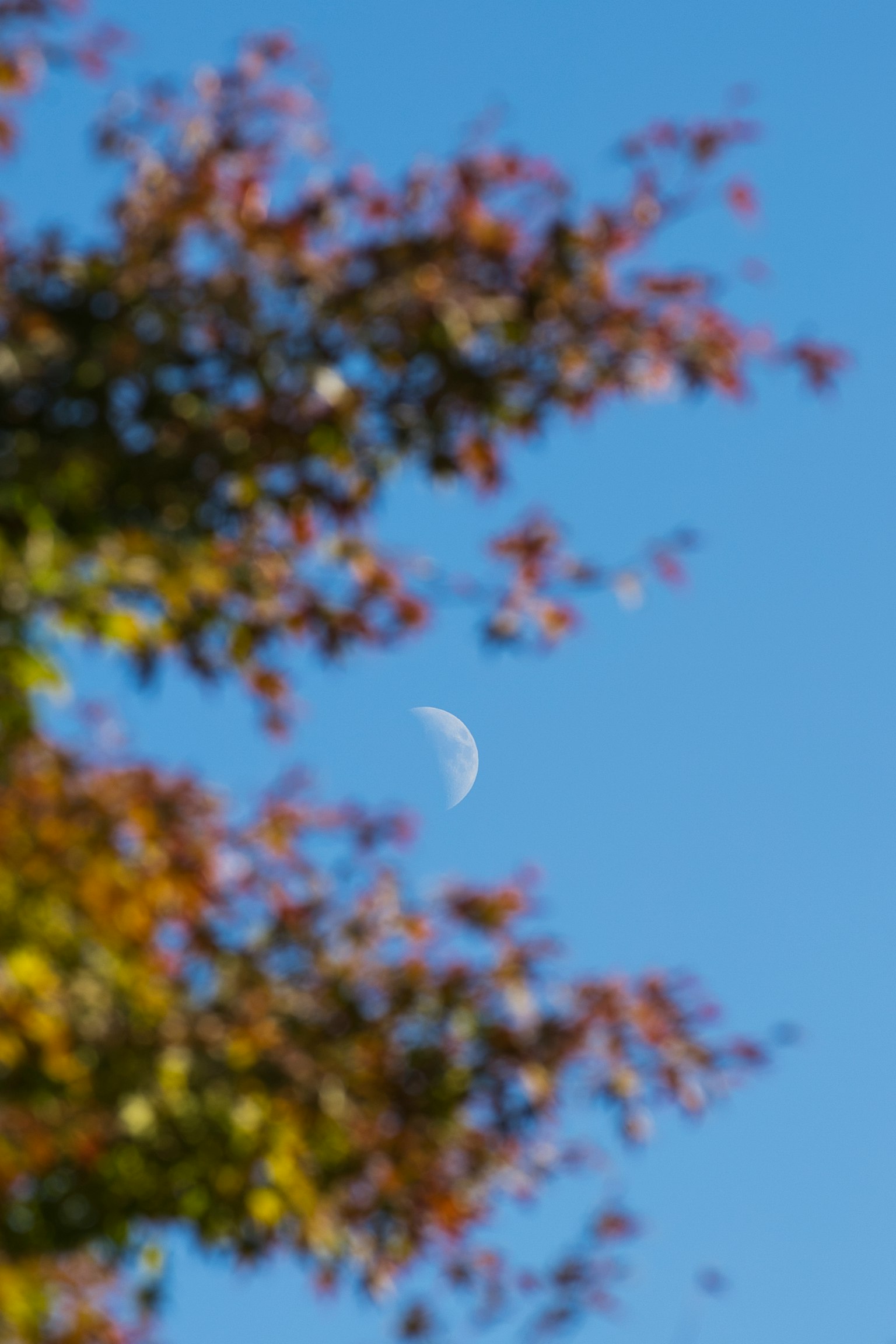 Moon visible in a blue sky framed by colorful leaves