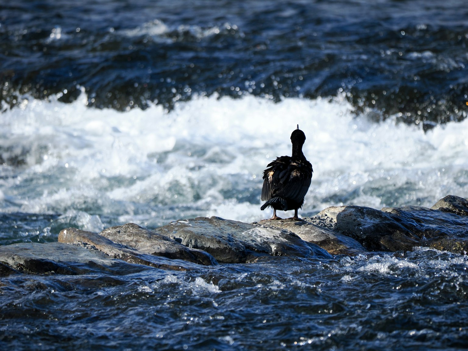 Silueta de un pato negro de pie sobre rocas en agua agitada