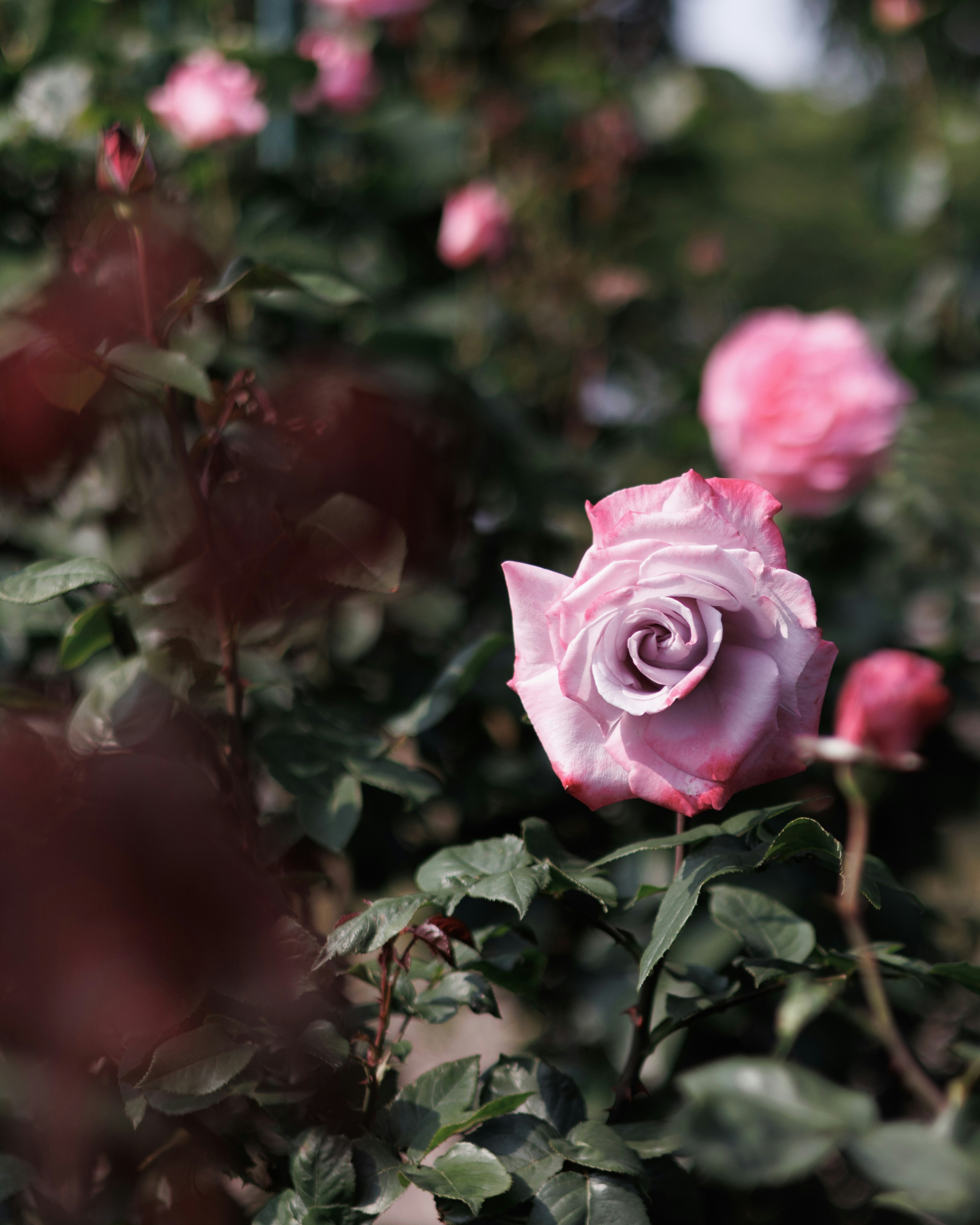 ピンクのバラが咲く庭の花壇