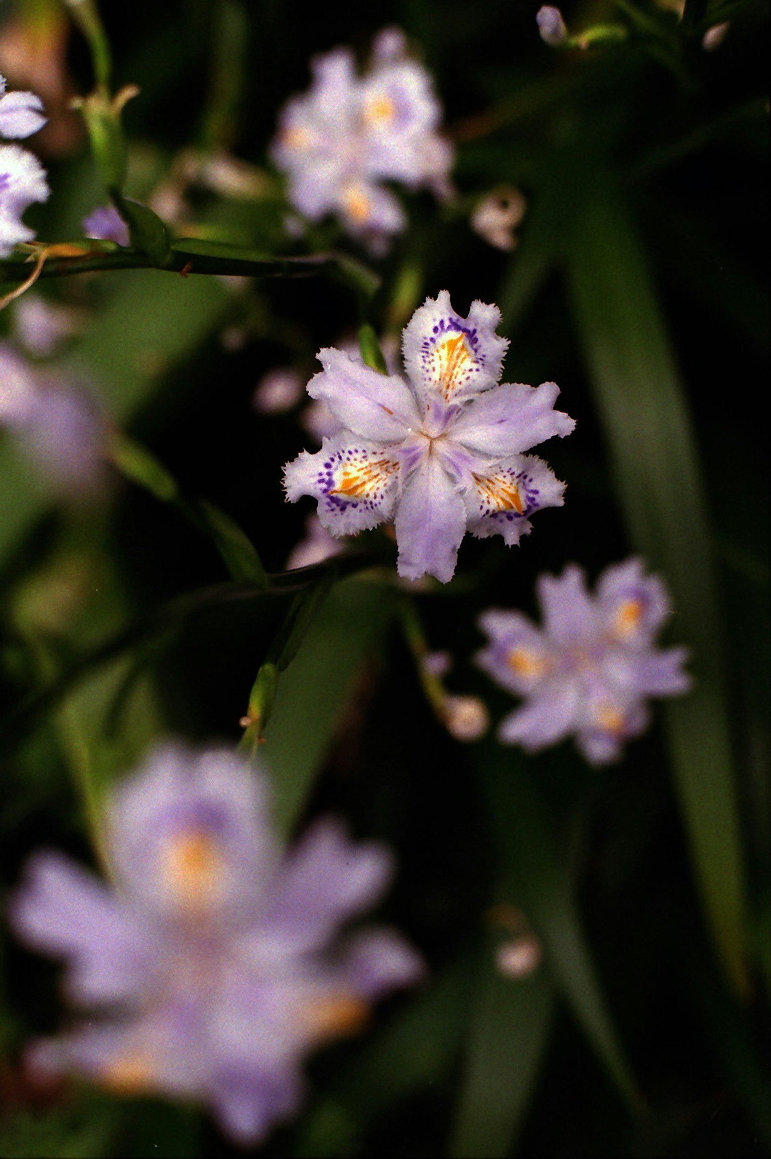 Flores moradas delicadas floreciendo entre hojas verdes