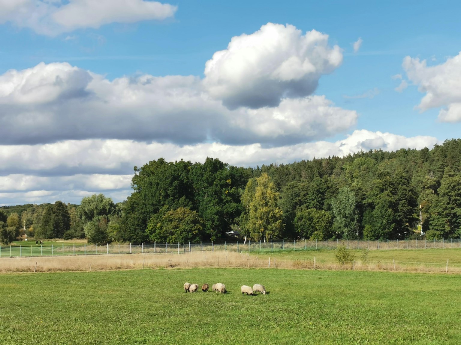 Un pâturage vert sous un ciel bleu avec des nuages blancs et plusieurs moutons