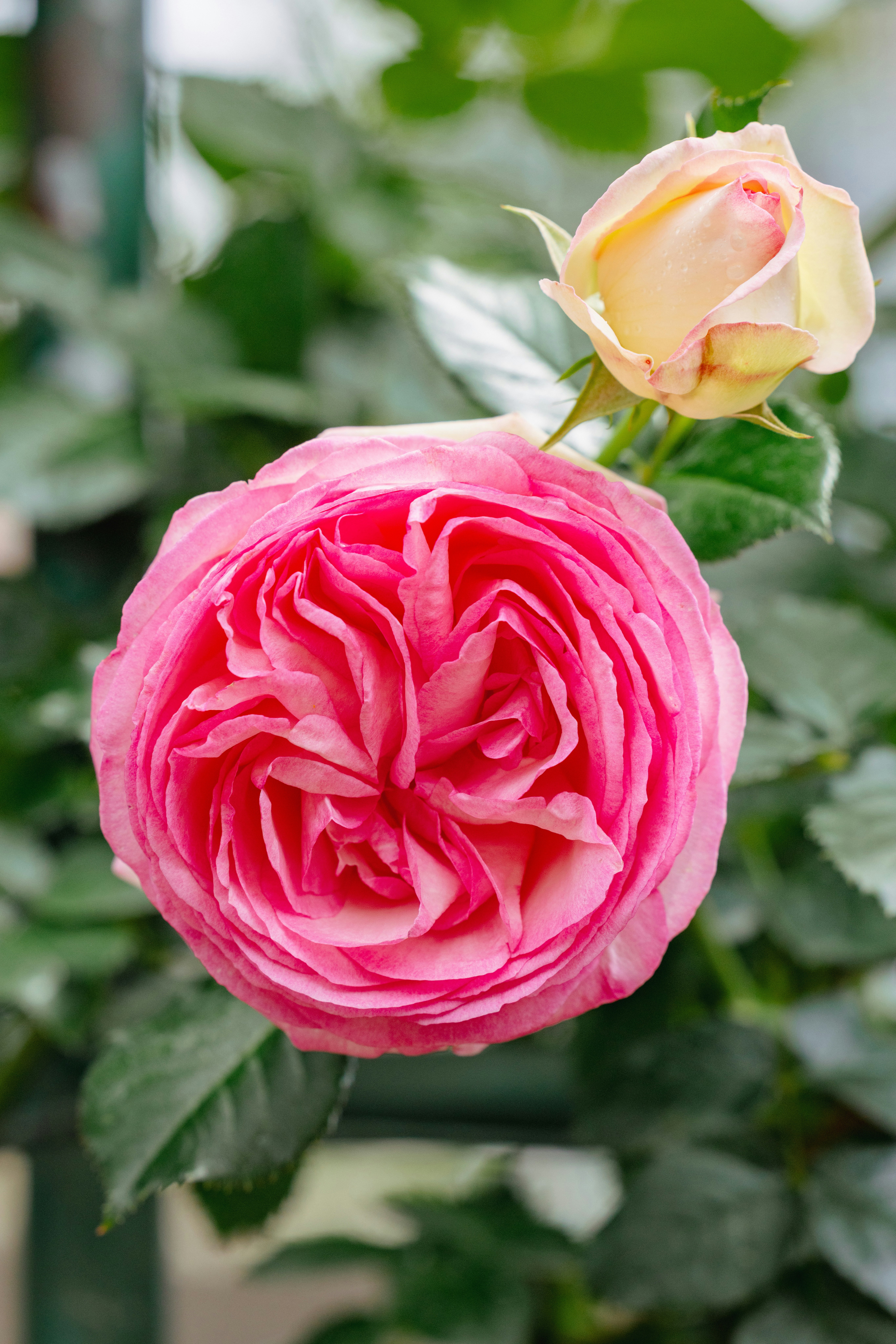 ピンクのバラの花とつぼみのクローズアップ