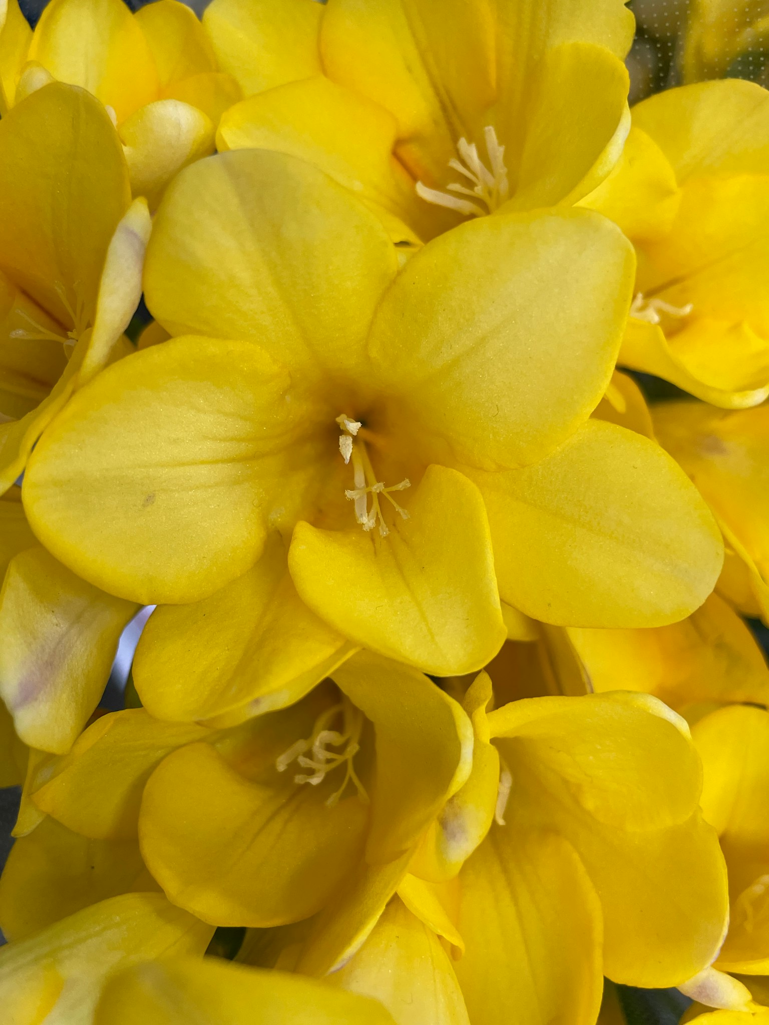 Nahaufnahme von lebhaften gelben Blumen mit zarten Blütenblättern