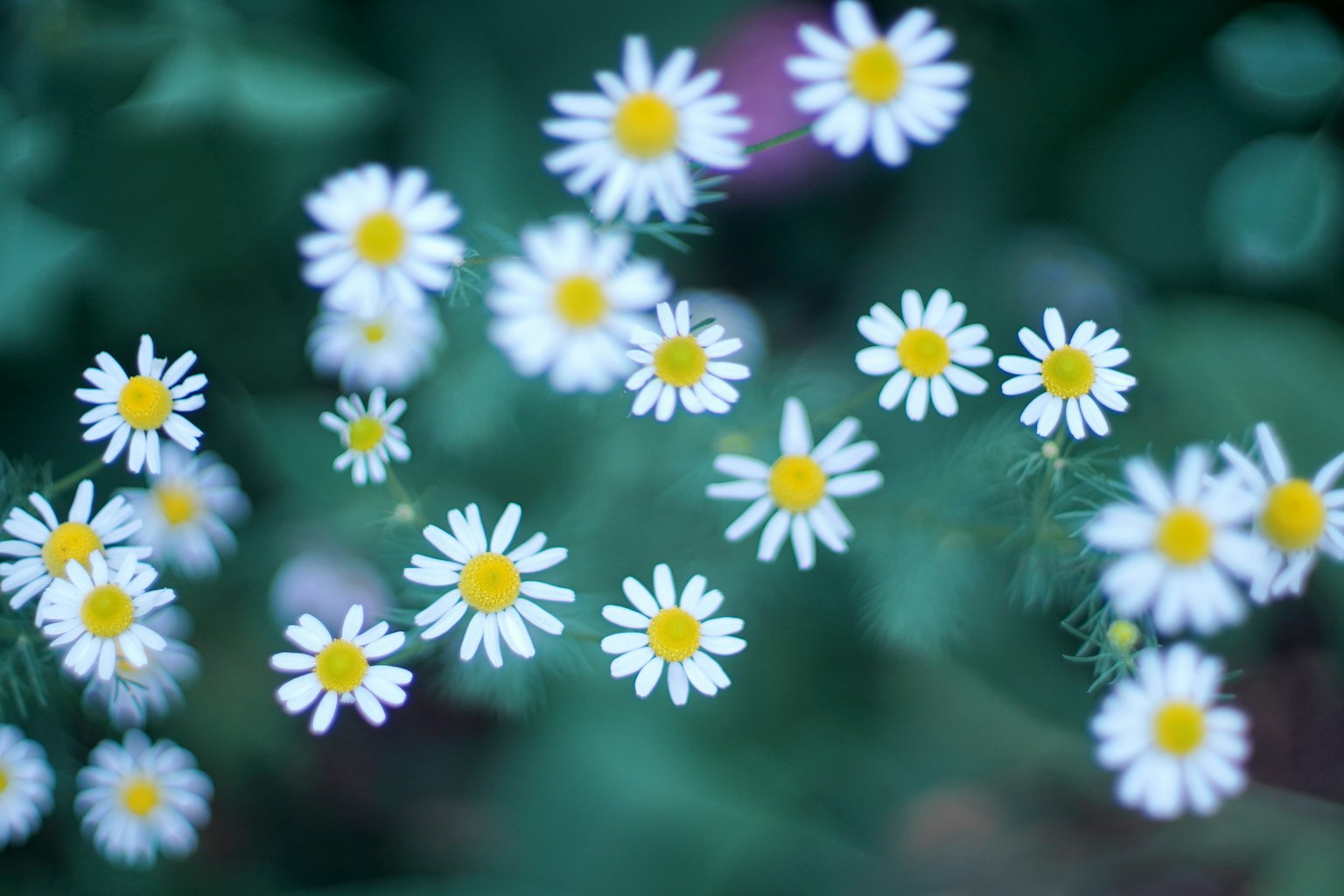 ดอกเดซี่ขาวบานอยู่บนพื้นหลังสีน้ำเงิน