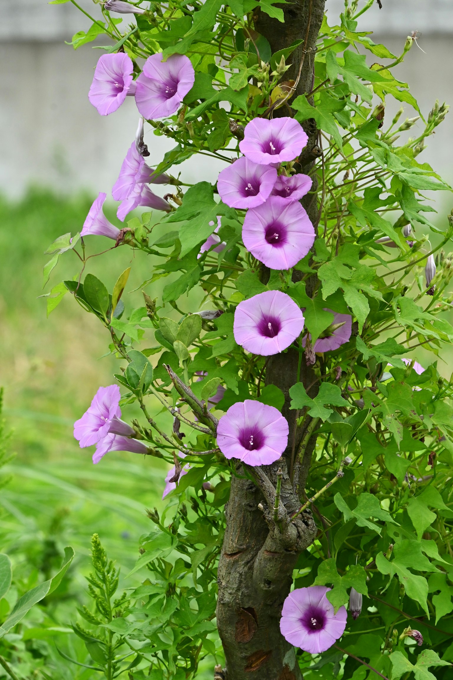 紫色花朵的藤本植物纏繞在樹上