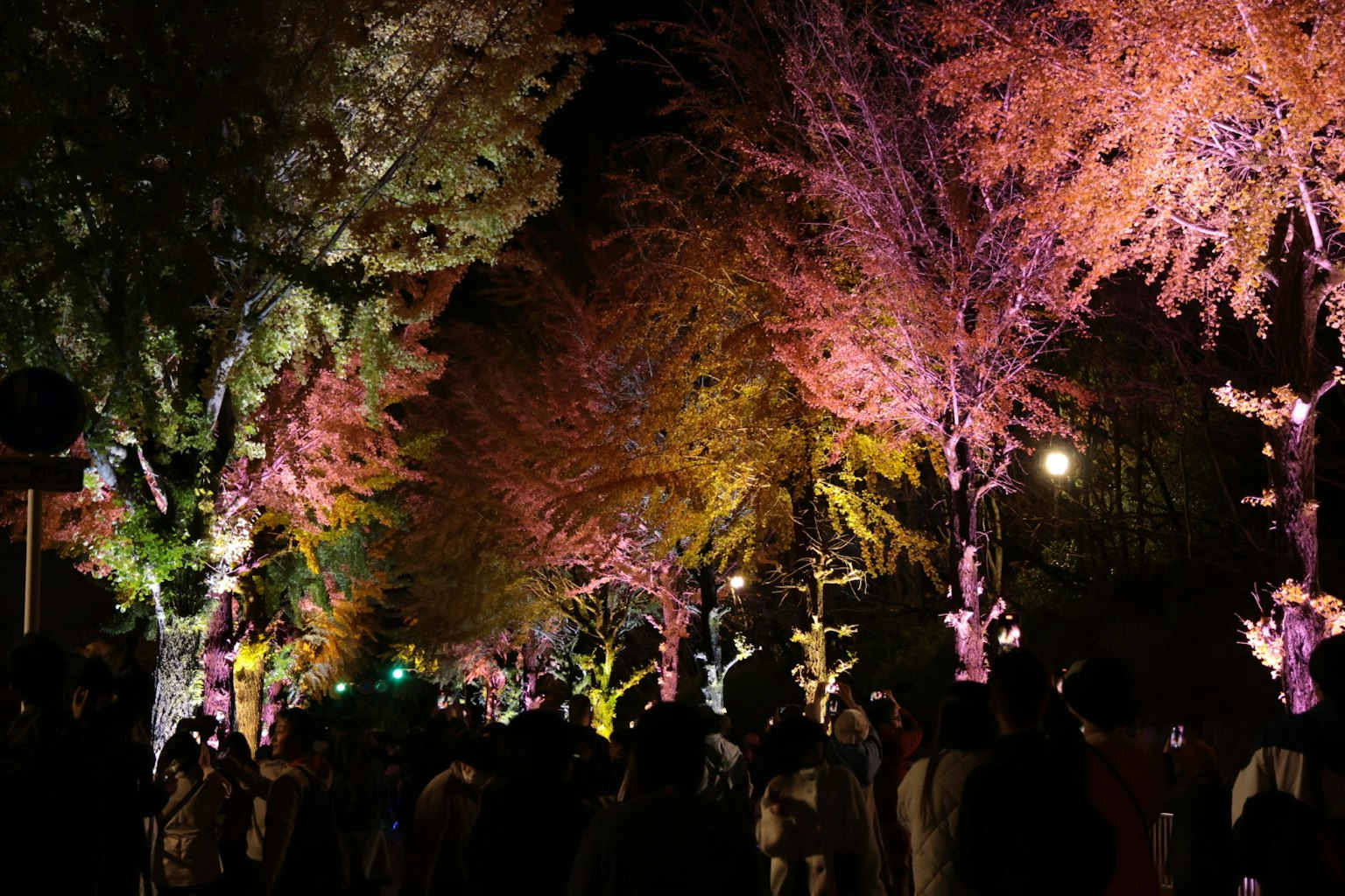夜間燈光照亮的五彩繽紛的樹木和人群