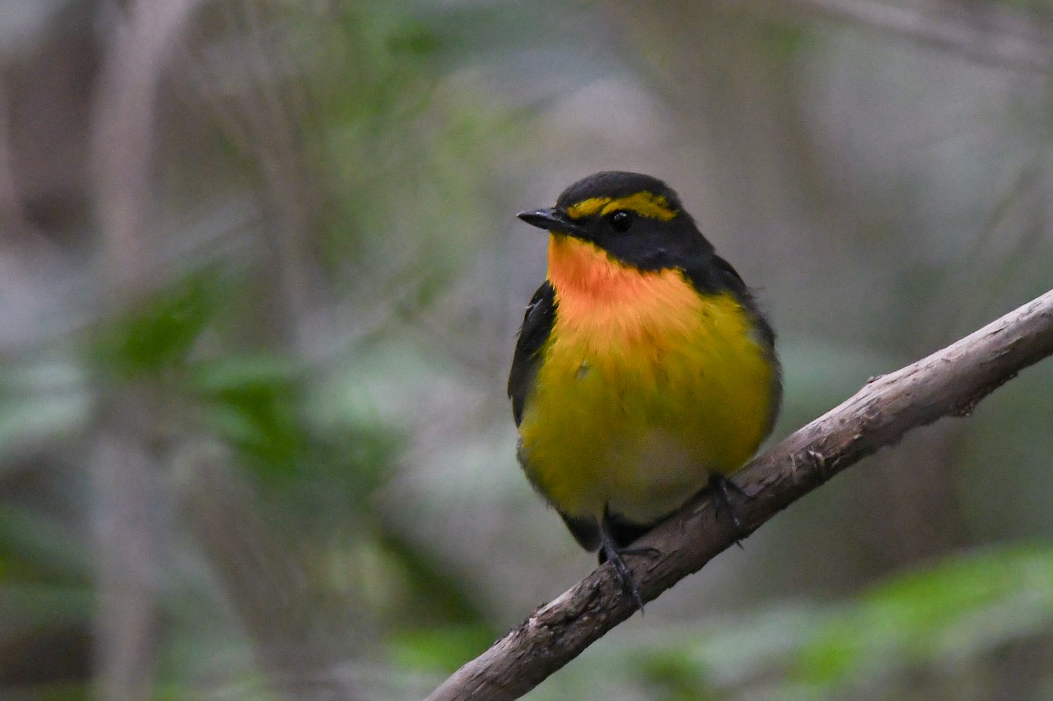 Ein kleiner Vogel mit leuchtend gelben und schwarzen Federn, der auf einem Ast sitzt