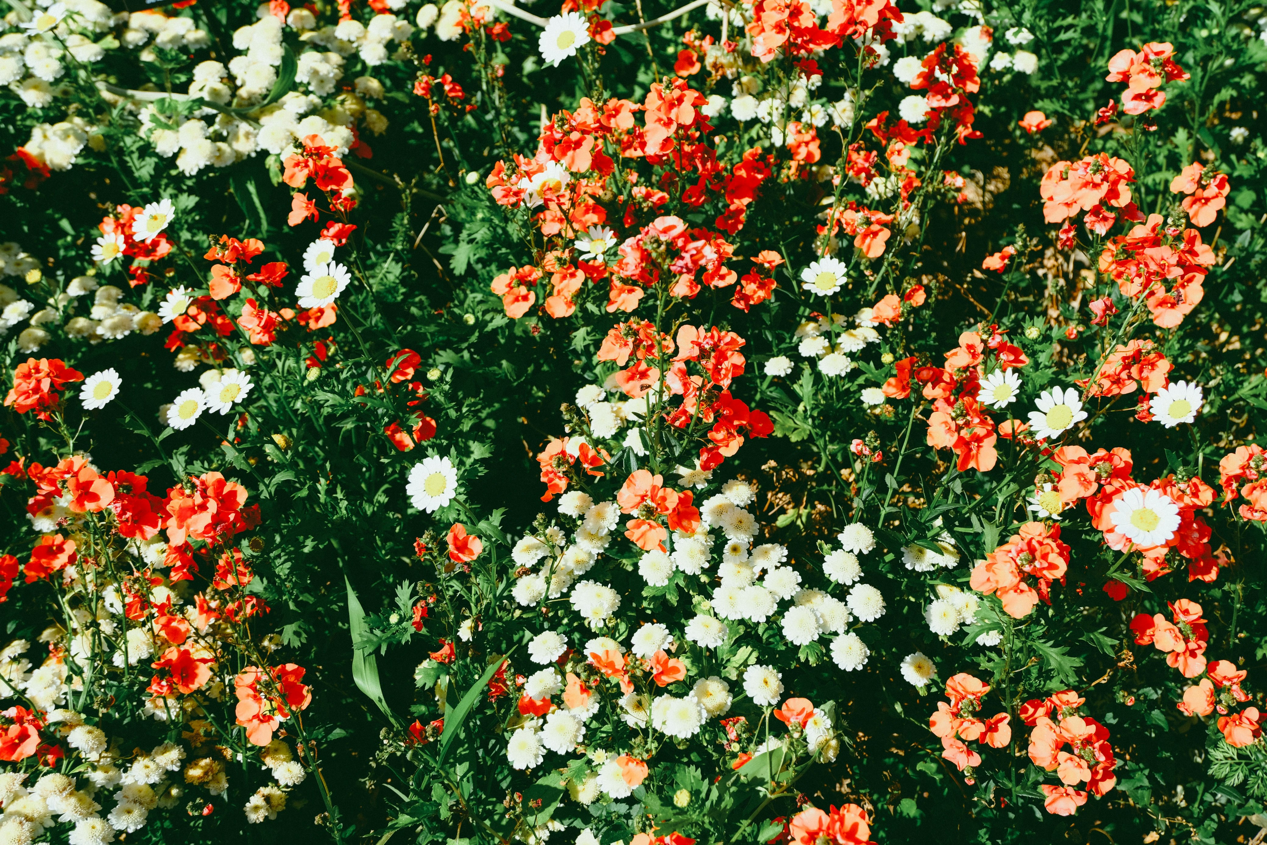 色とりどりの花が咲き乱れる花畑