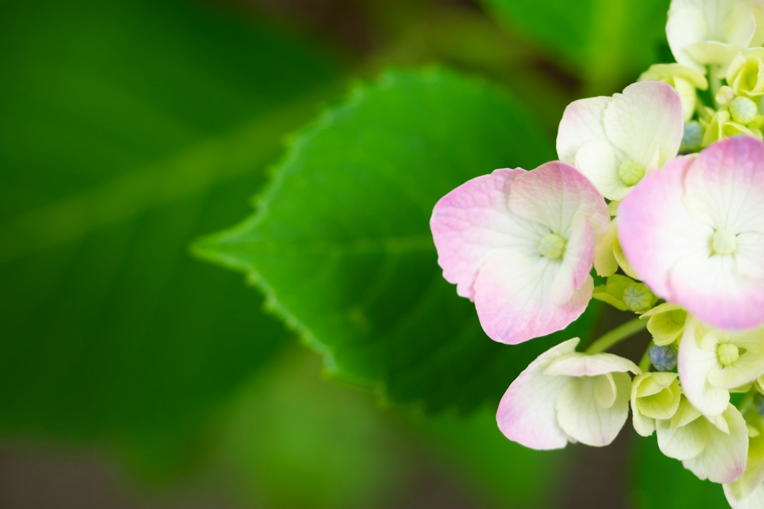 Gros plan de fleurs roses délicates et de feuilles vertes