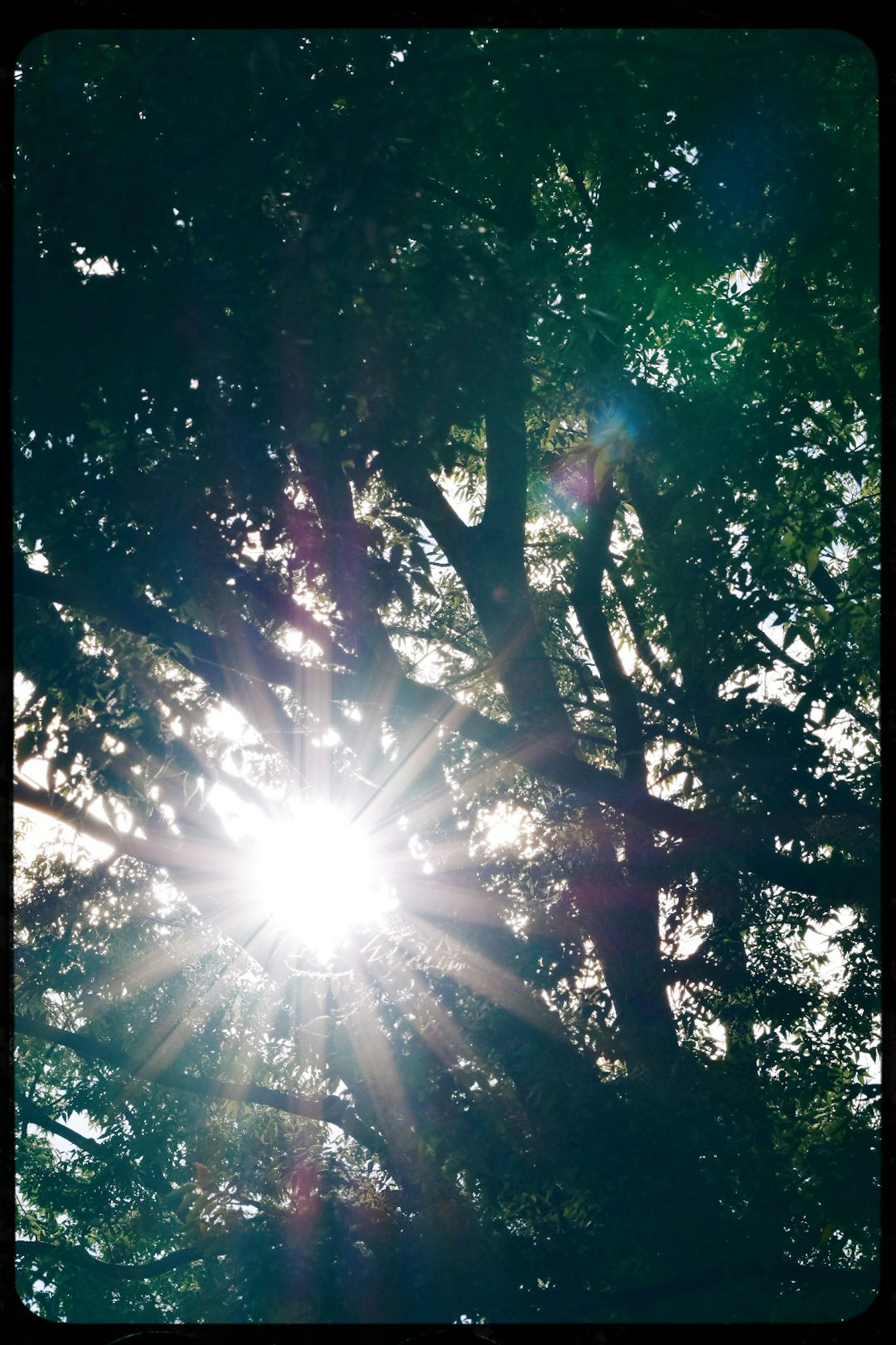 陽光透過樹木灑下，形成美麗的場景