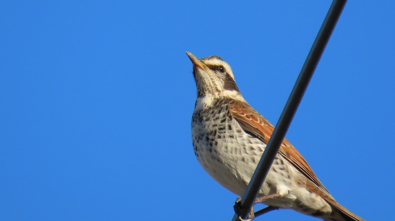 Un oiseau perché sur un fil contre un ciel bleu