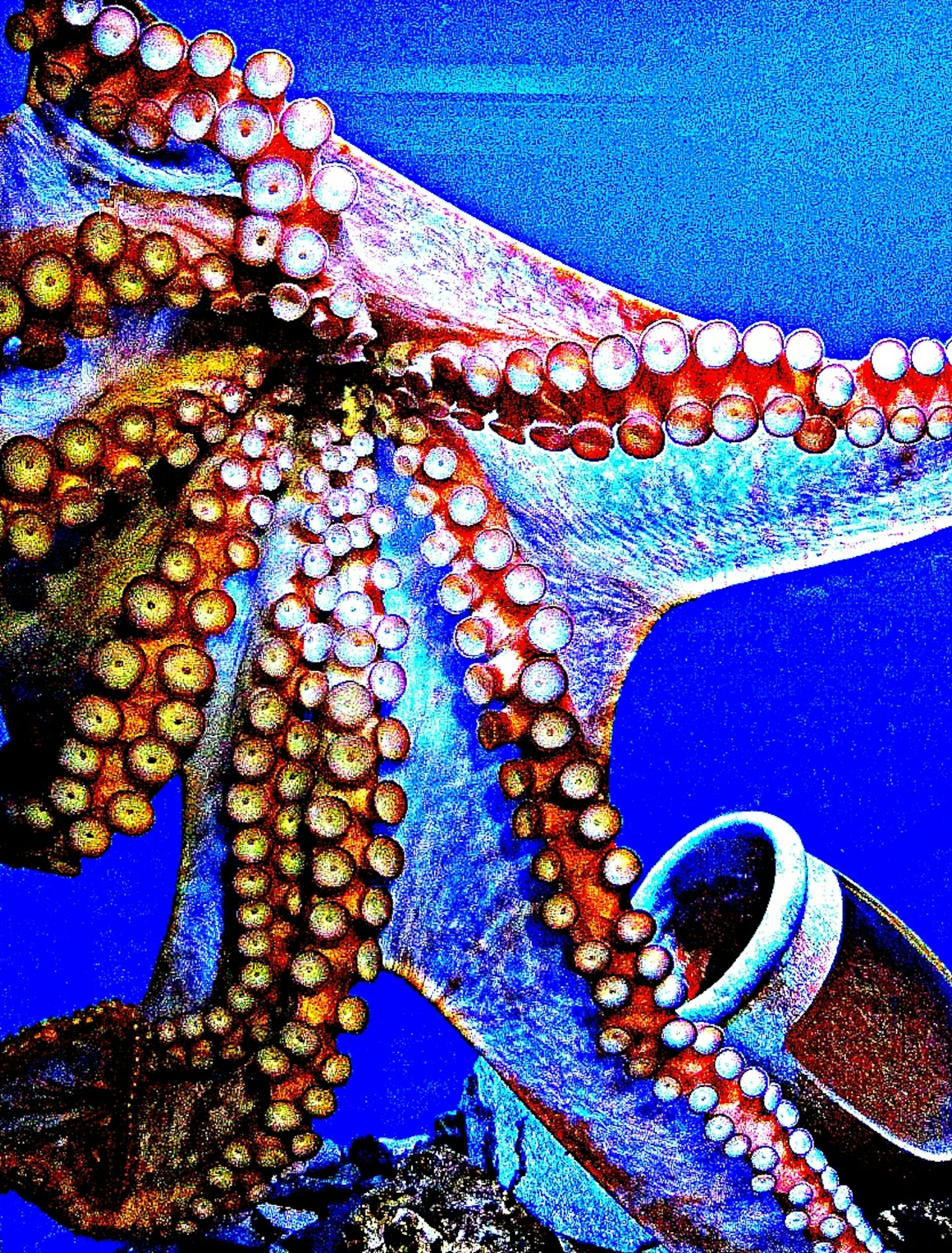 Primer plano de un pulpo nadando en agua azul con tentáculos y ventosas visibles
