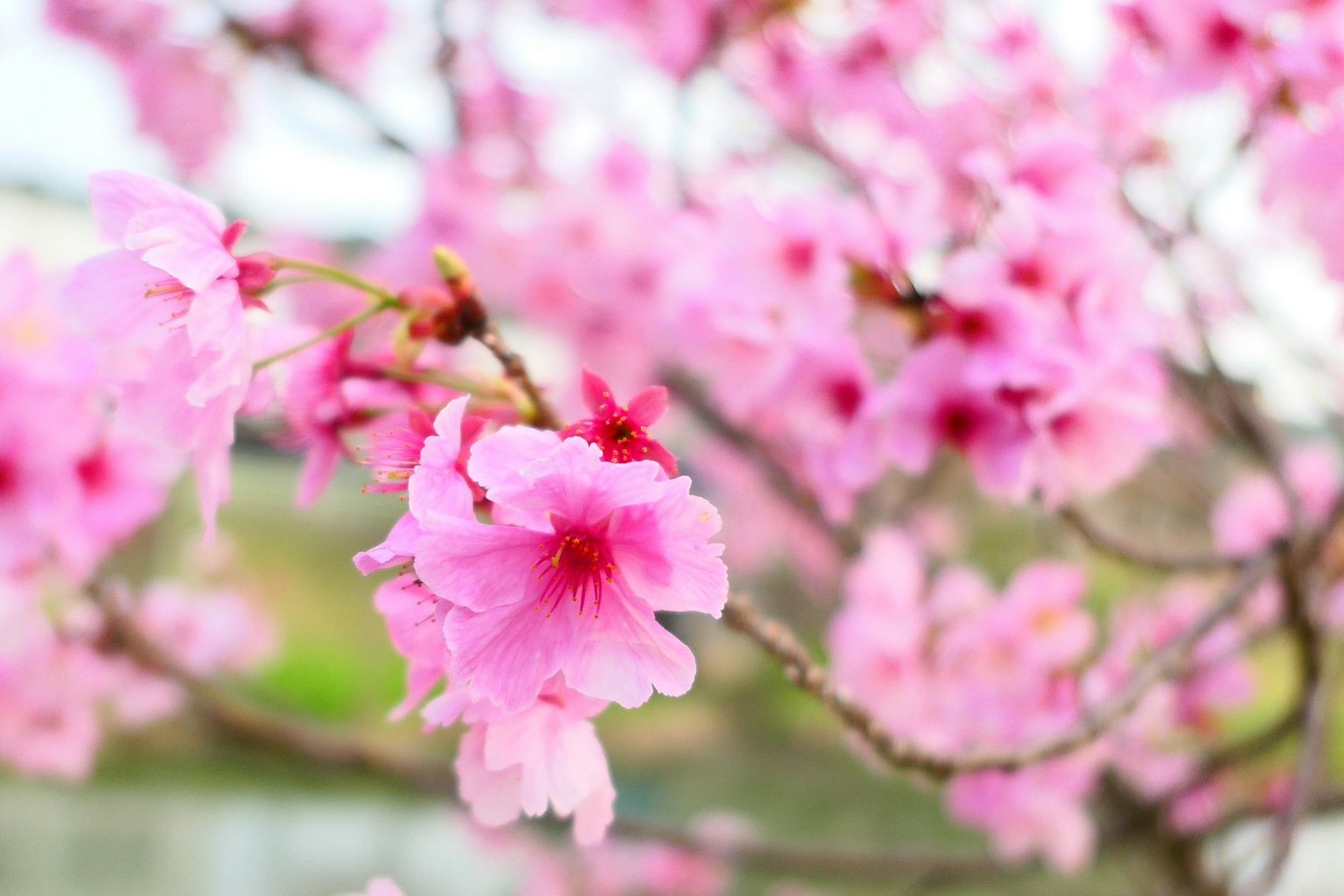 Acercamiento de flores de cerezo en una rama