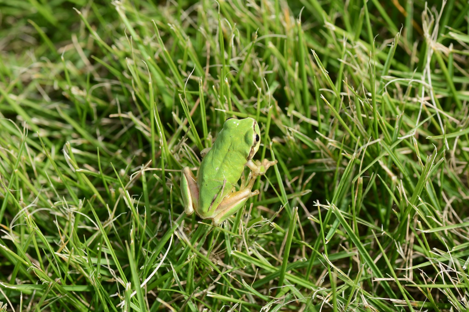 Seekor katak hijau duduk di rumput