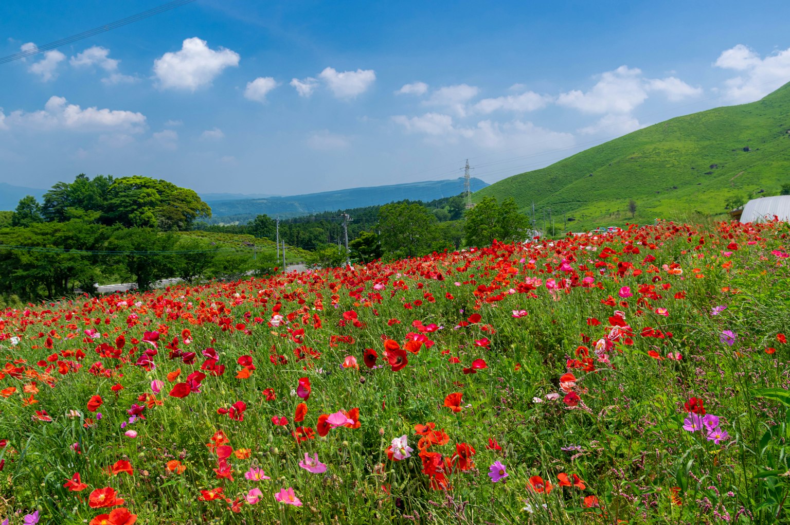 푸른 언덕과 푸른 하늘로 둘러싸인 다채로운 꽃밭