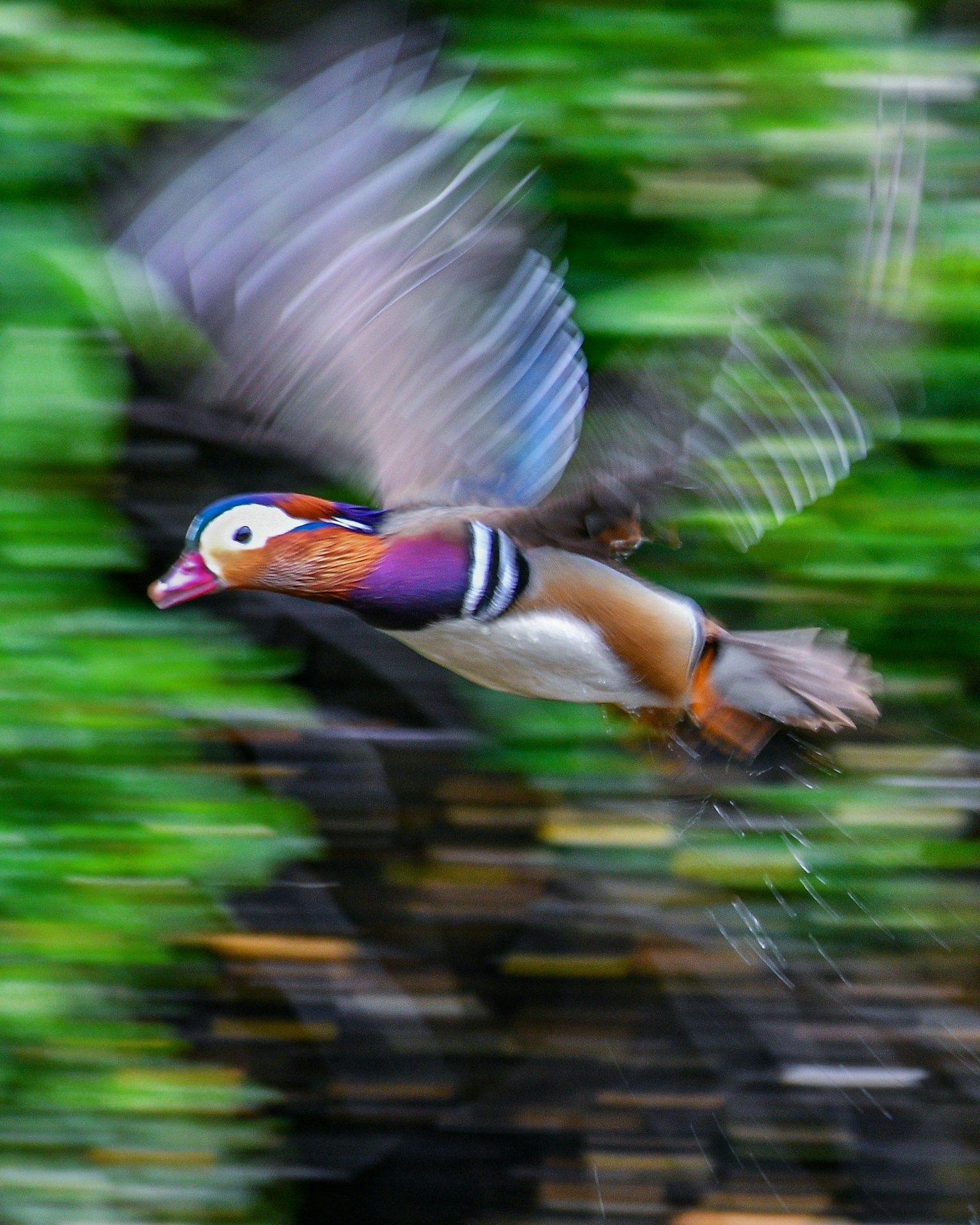 Un canard mandarin vibrant en vol avec un arrière-plan vert flou