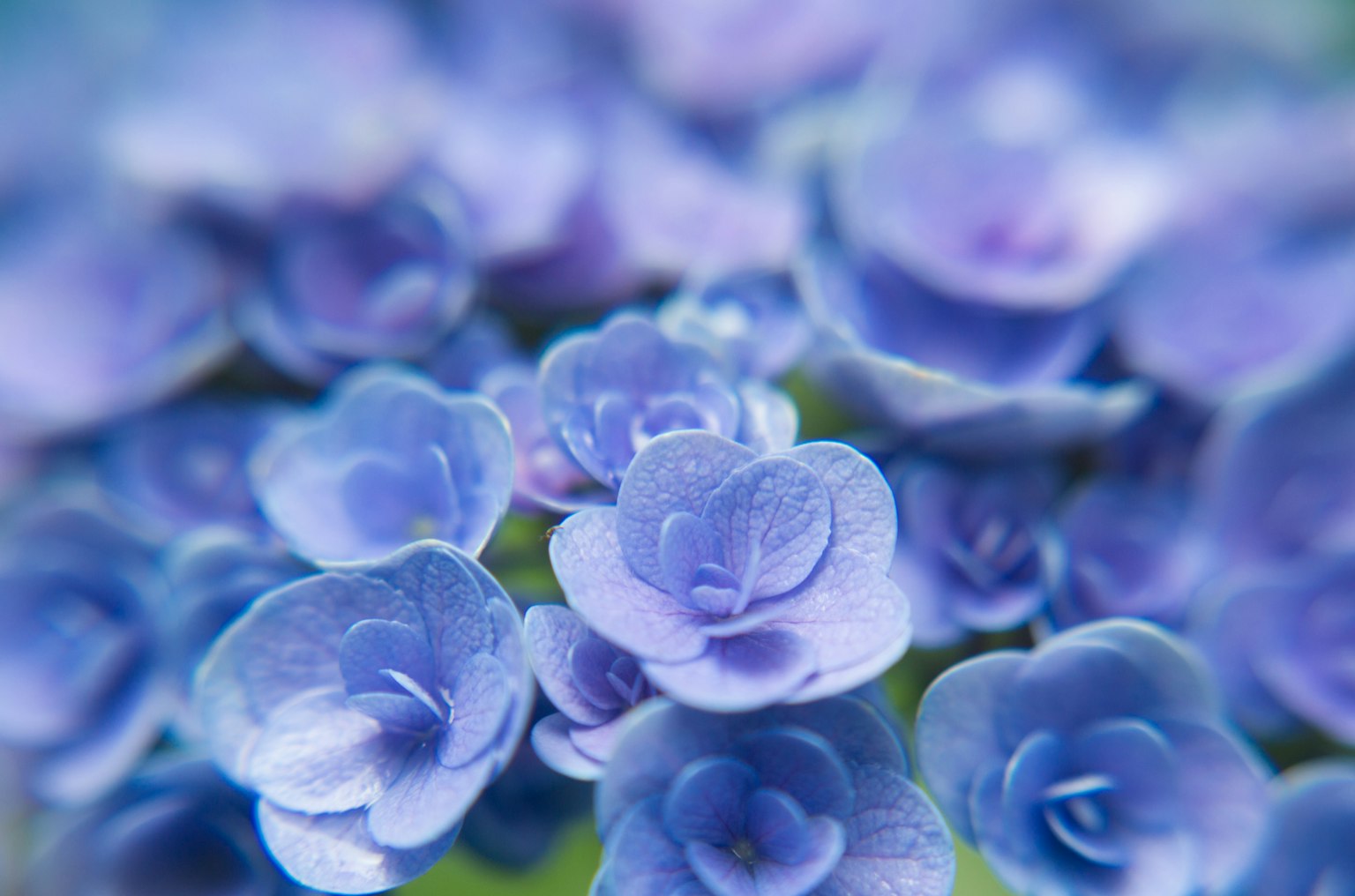 美丽的蓝花群特写