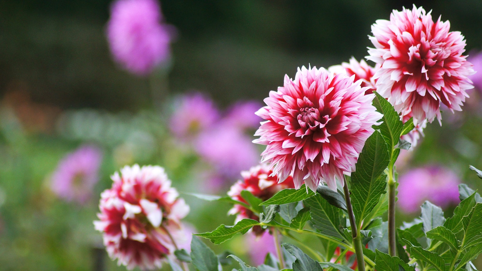 Pemandangan taman dengan bunga dahlia berwarna merah dan putih yang mekar