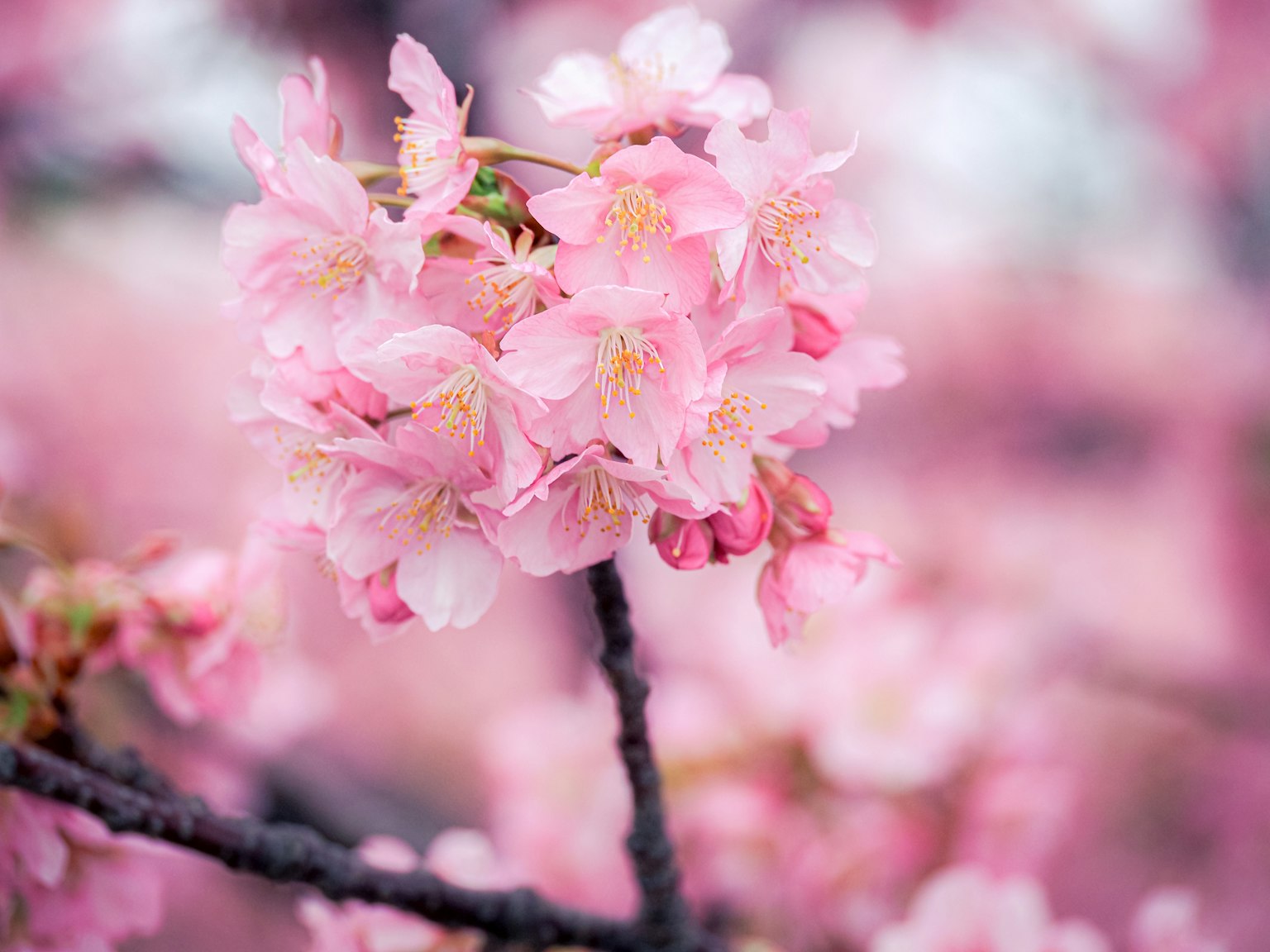 Close-up bunga sakura yang mekar di cabang