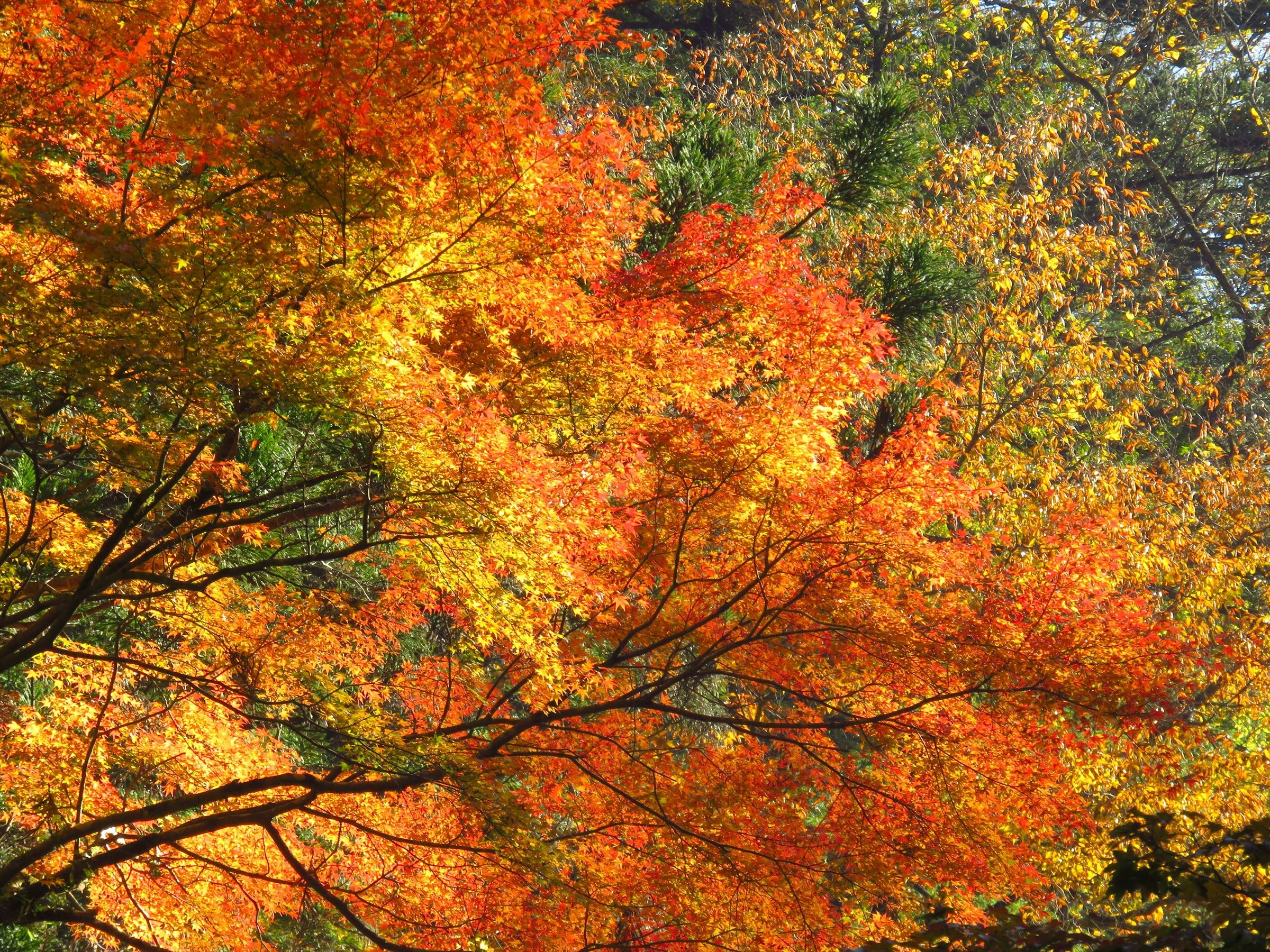 色づく紅葉の木々が広がる秋の景色