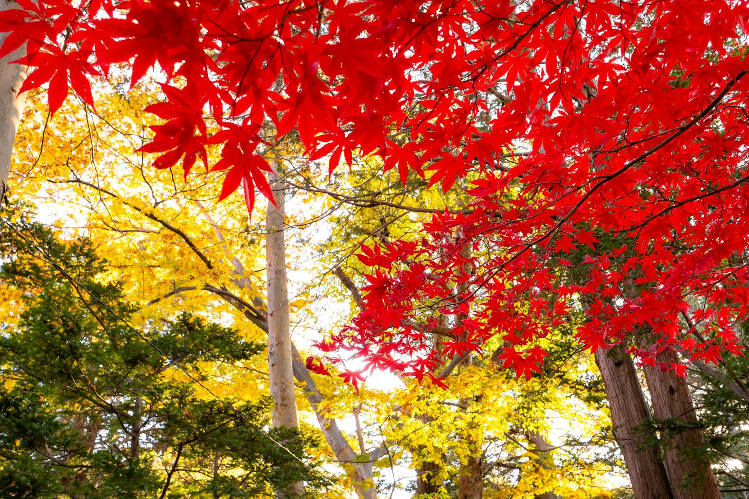 生動的紅色和黃色秋葉在風景如畫的森林中