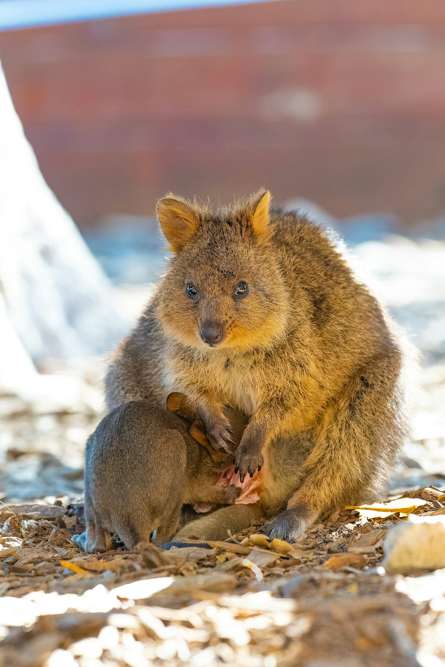 Seekor quokka yang memegang anaknya dengan tubuh berbulu lembut dan wajah yang menggemaskan