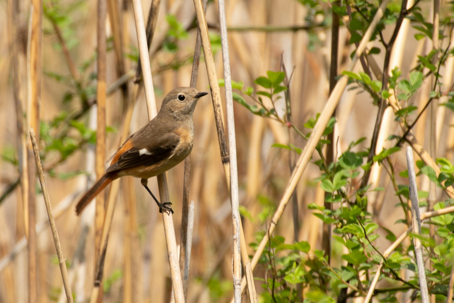 Un piccolo uccello appollaiato tra gli steli con piante verdi e erba secca sullo sfondo