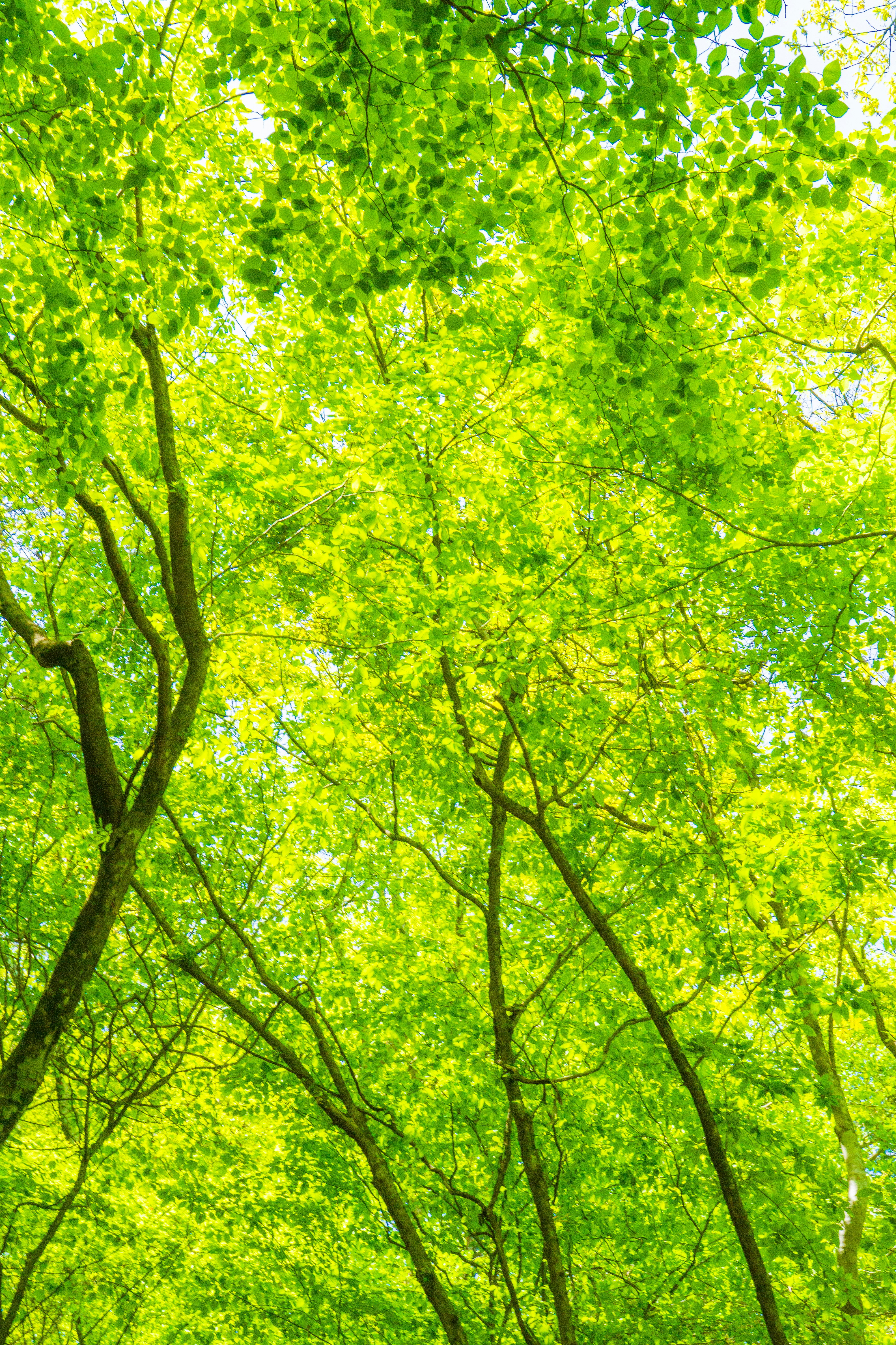 üppige grüne Baumkronen im Frühling