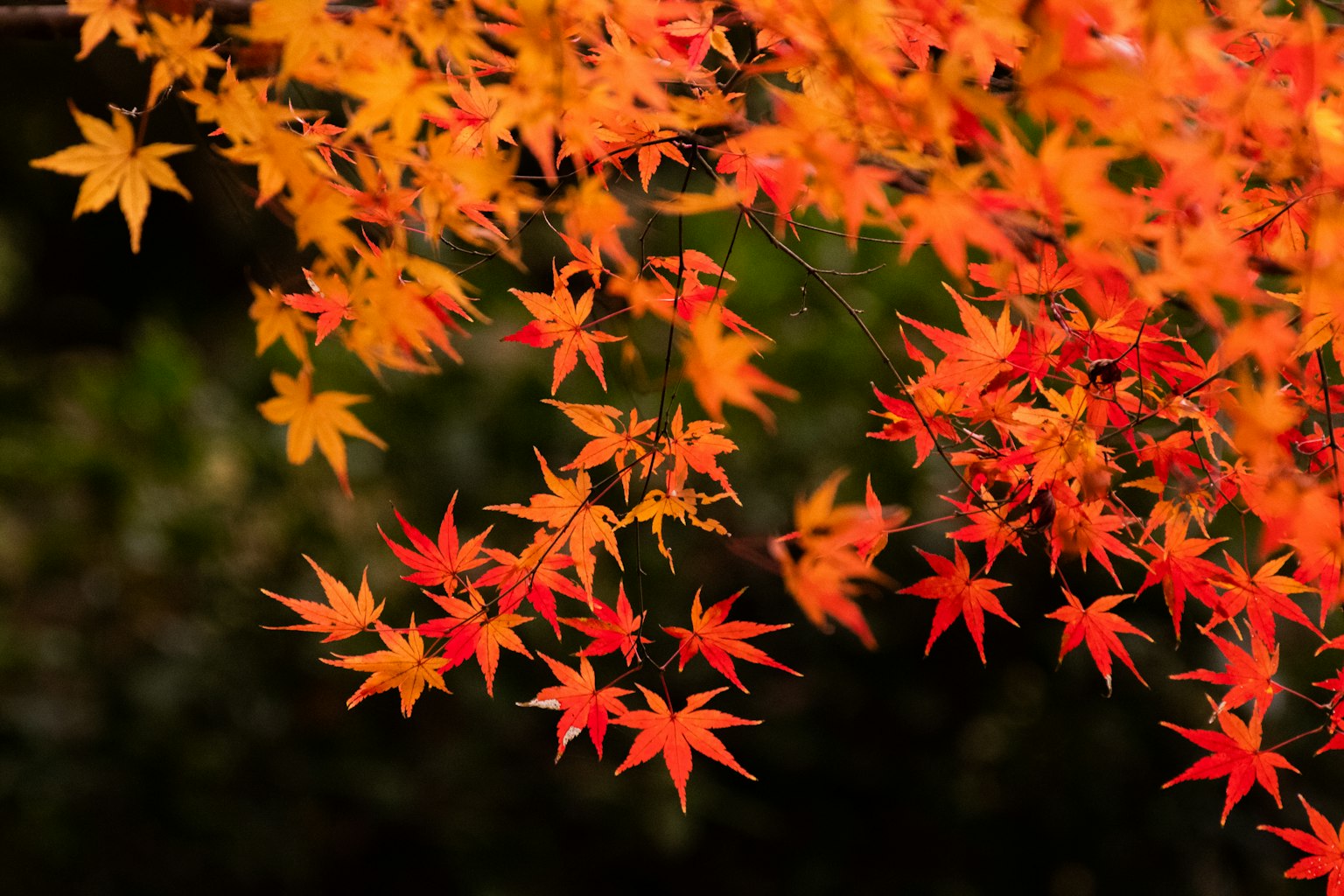 Lebendige Herbstblätter in Rot- und Orangetönen an einem Zweig