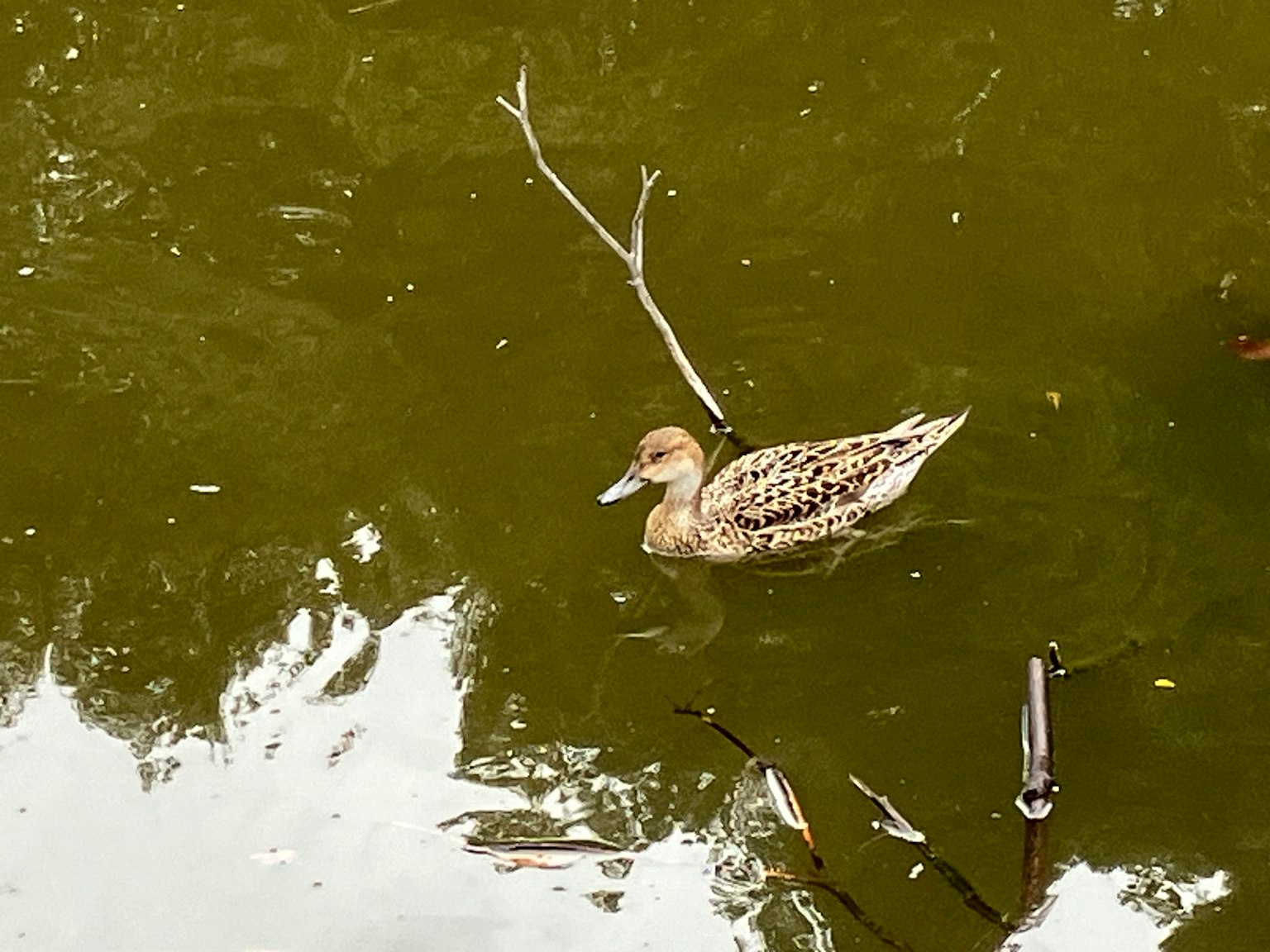棕色鸭子漂浮在水面上，伴有倒影