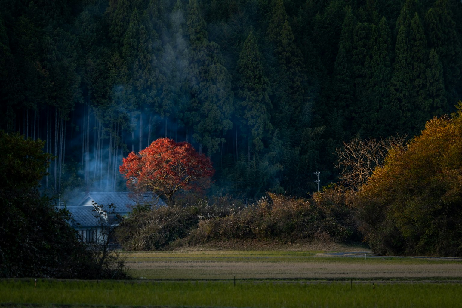 鄉村景象，鮮豔的紅樹和房子附近升起的煙霧