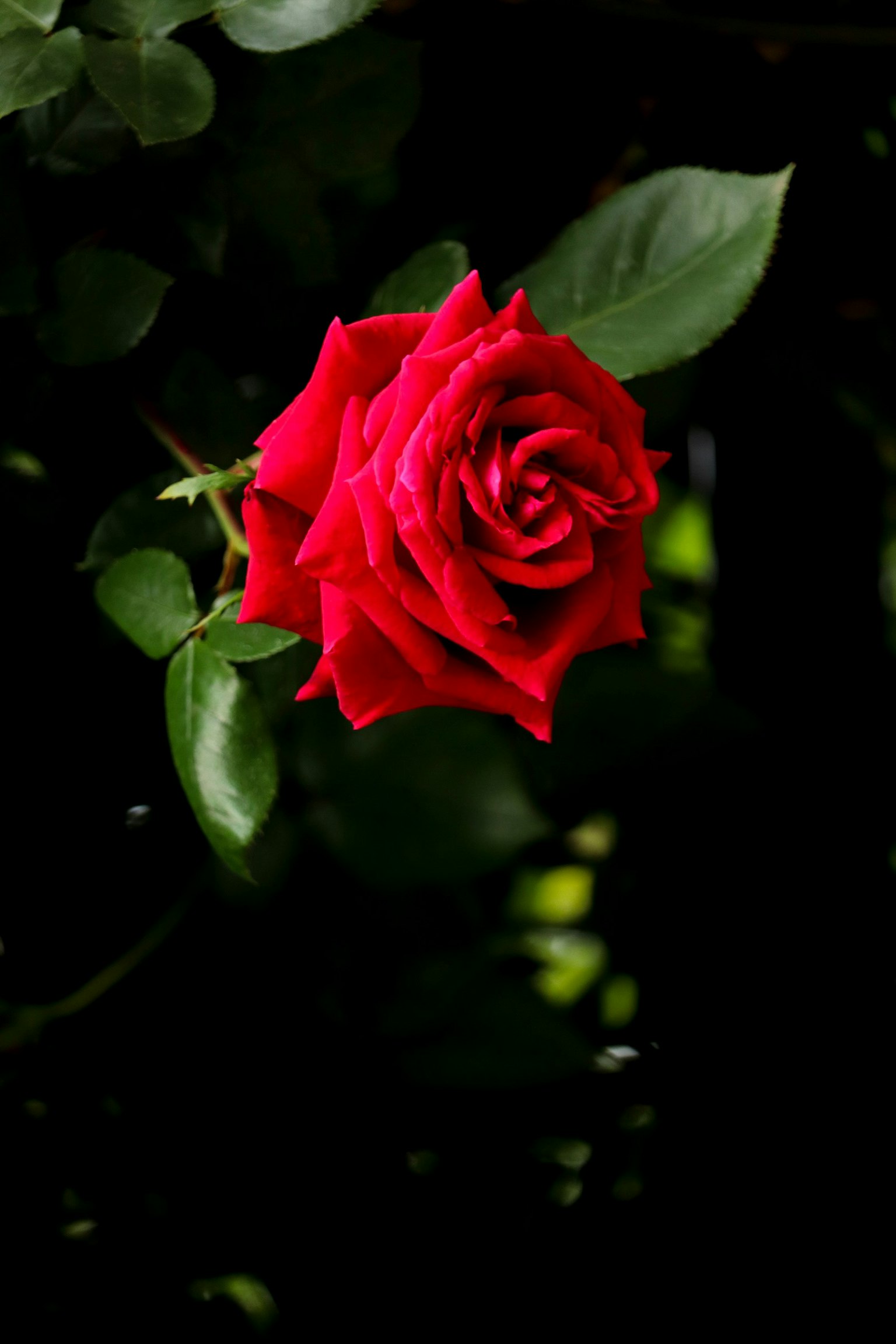 Eine lebendige rote Rose sticht vor einem dunklen Hintergrund hervor