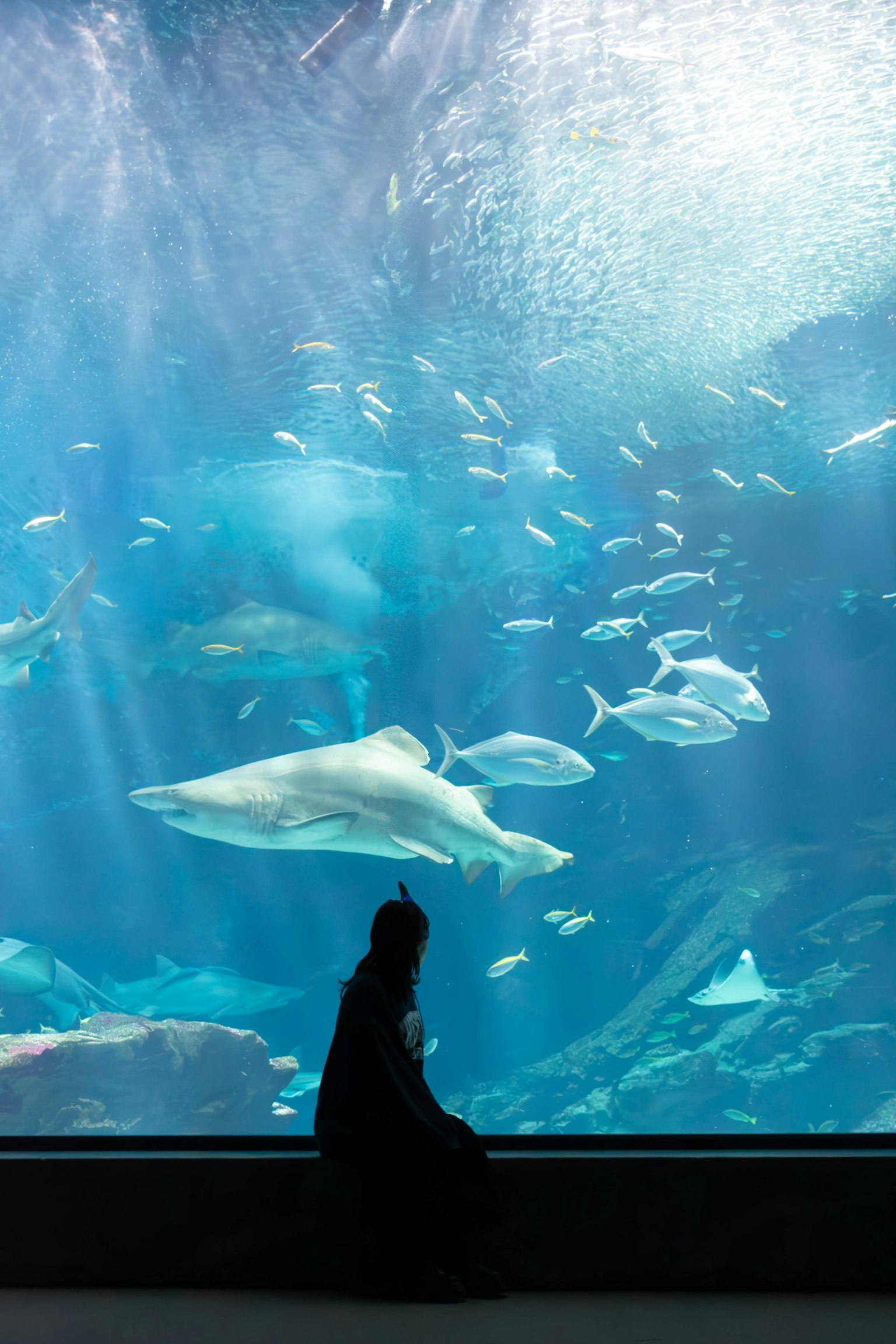 Silhouette d'une personne assise devant un grand aquarium avec des poissons nageant