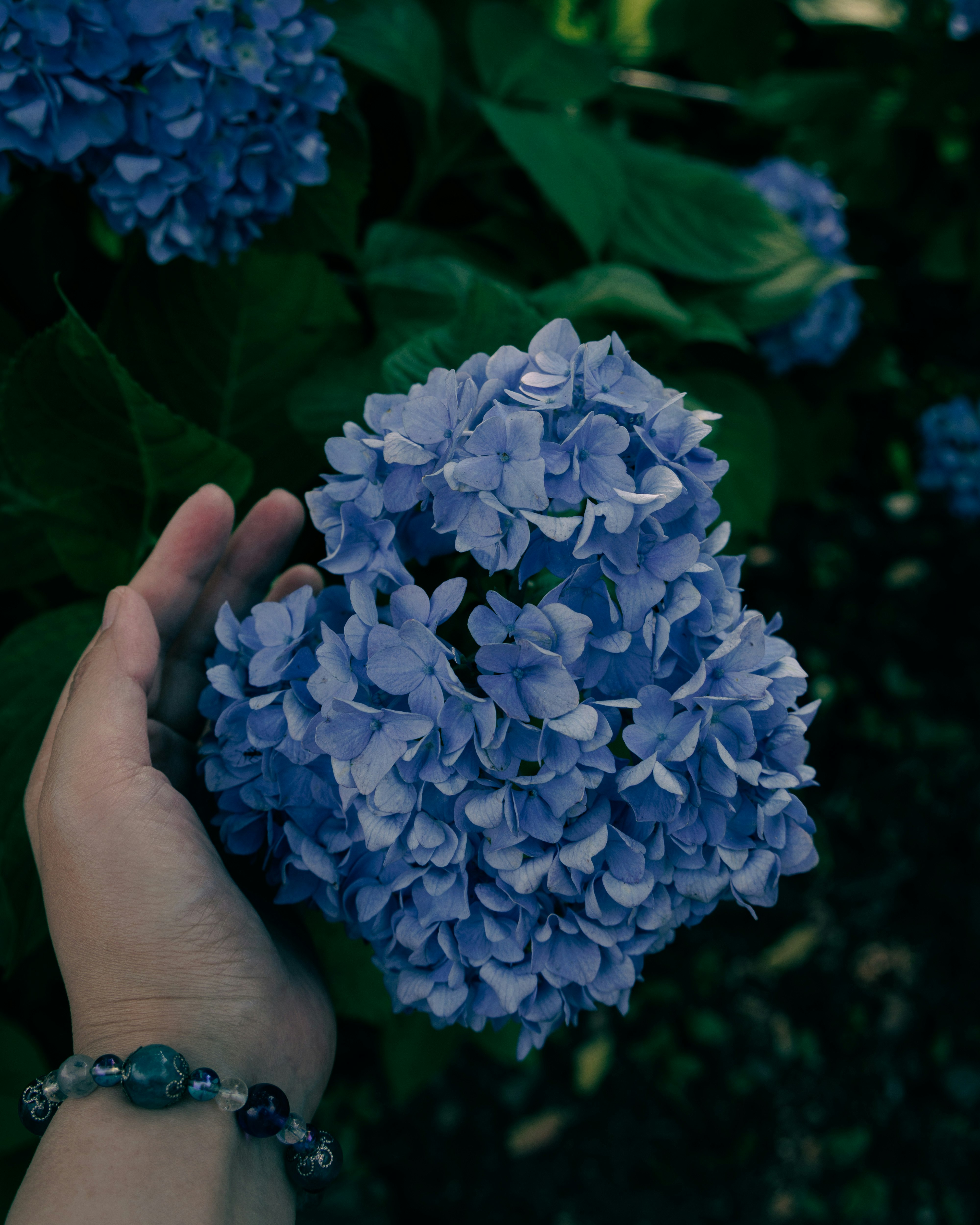 手捧蓝色绣球花花束