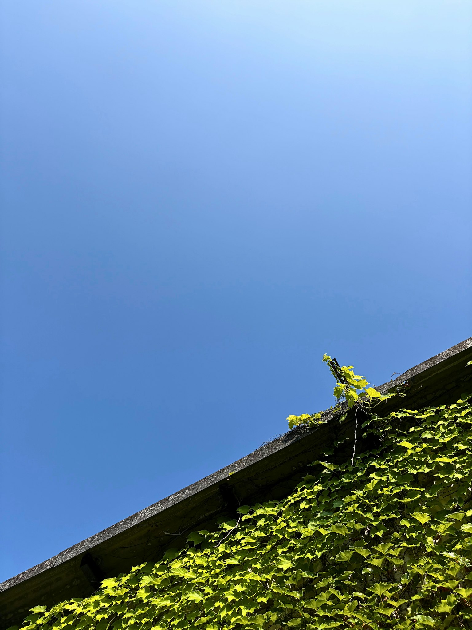 部分屋顶覆盖着绿色叶子，背景是晴朗的蓝天