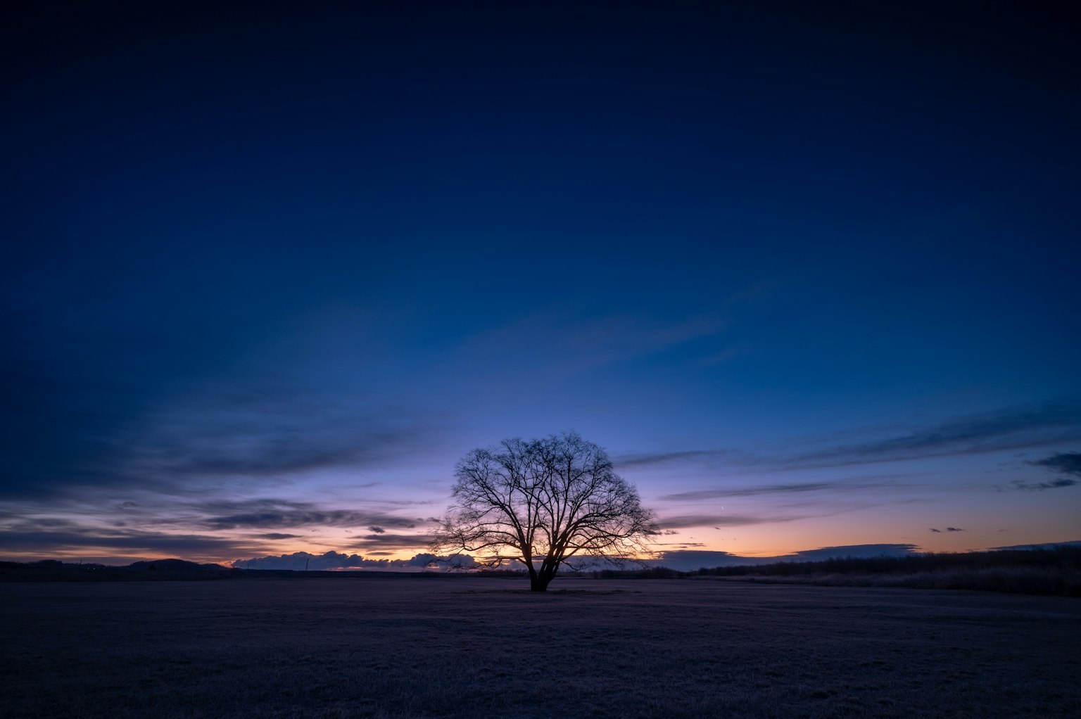 Silhouette di un albero contro un cielo al tramonto