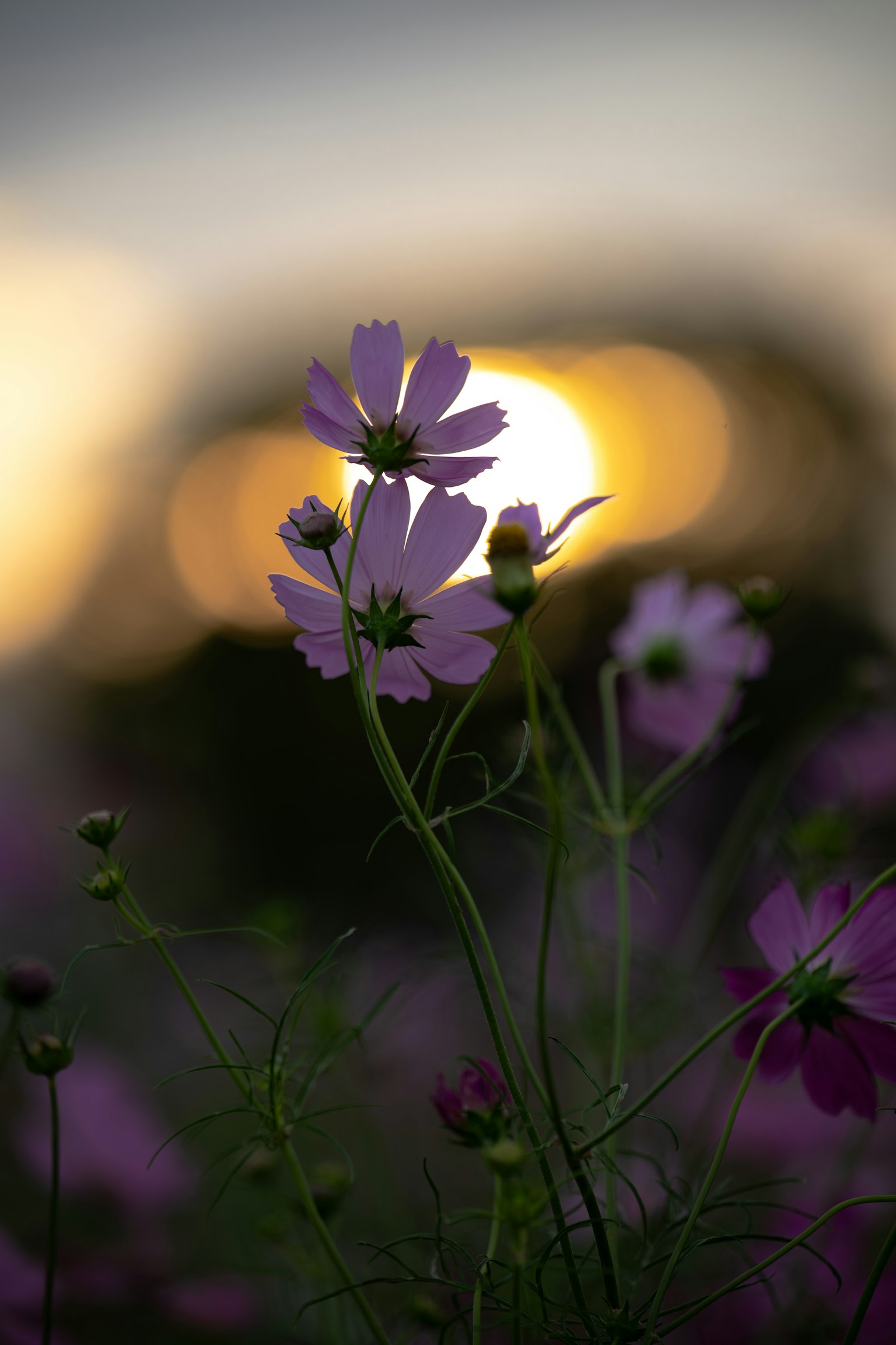 夕日を背景にしたピンクのコスモスの花が咲いている