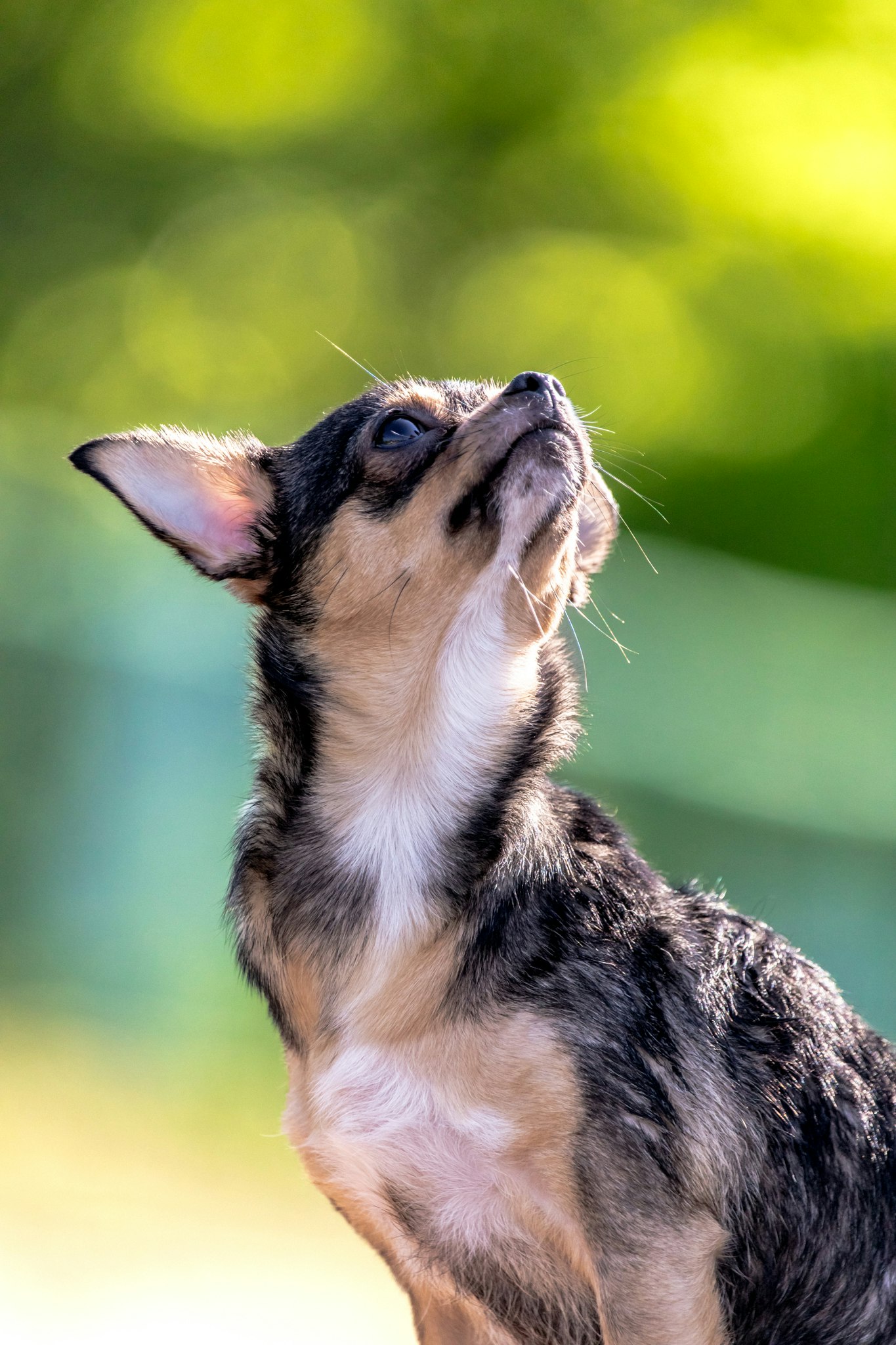 緑の背景の前で見上げる子犬