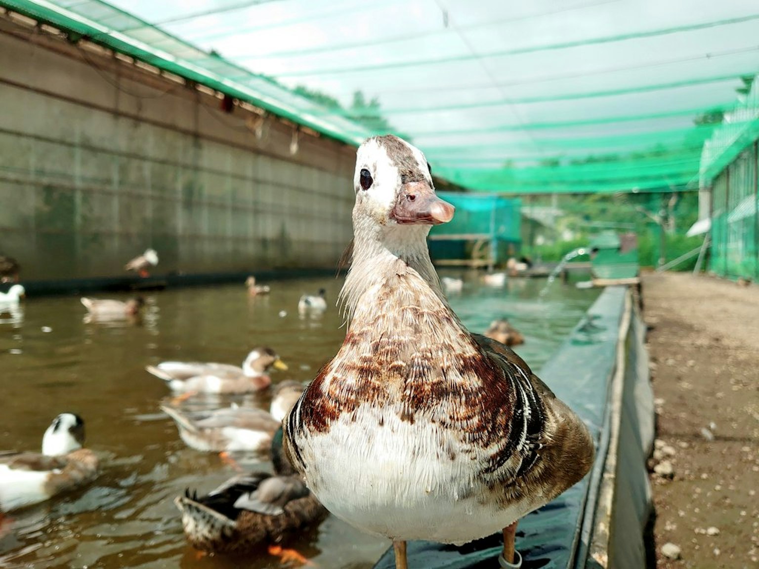 Seekor bebek bercak yang melihat ke arah air di dekat kolam